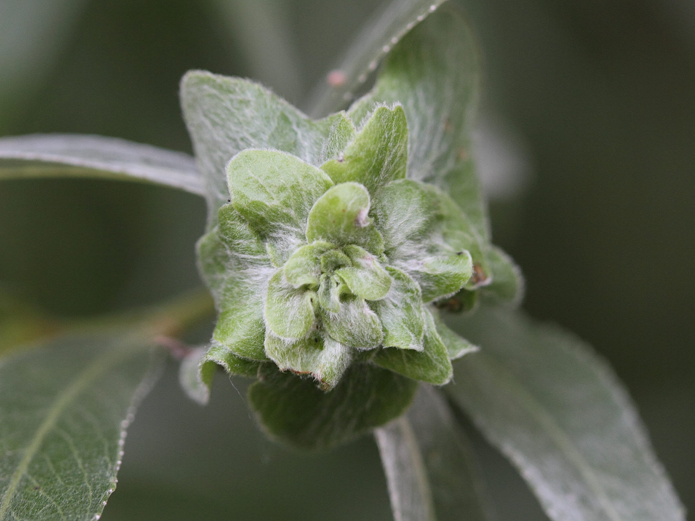 rabdophaga_cf_strobilina_galle3md