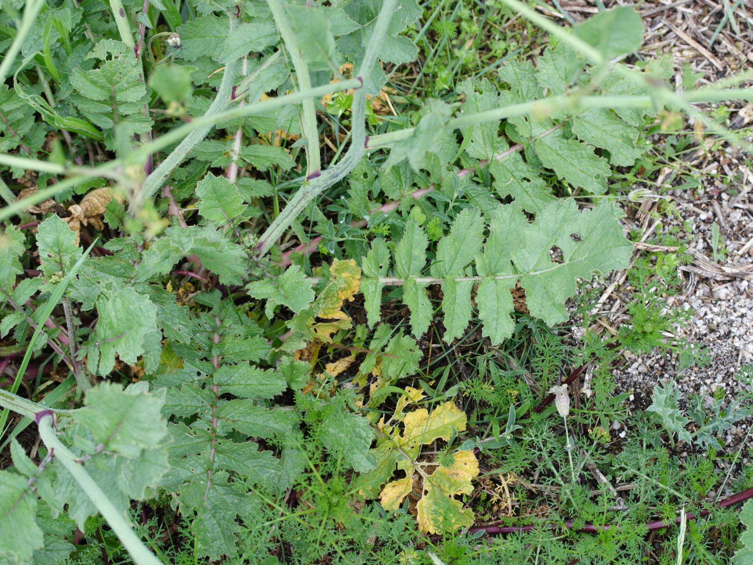 Afficher le média raphanus_raphanistrum_landra5md raphanus_raphanistrum_landra5md