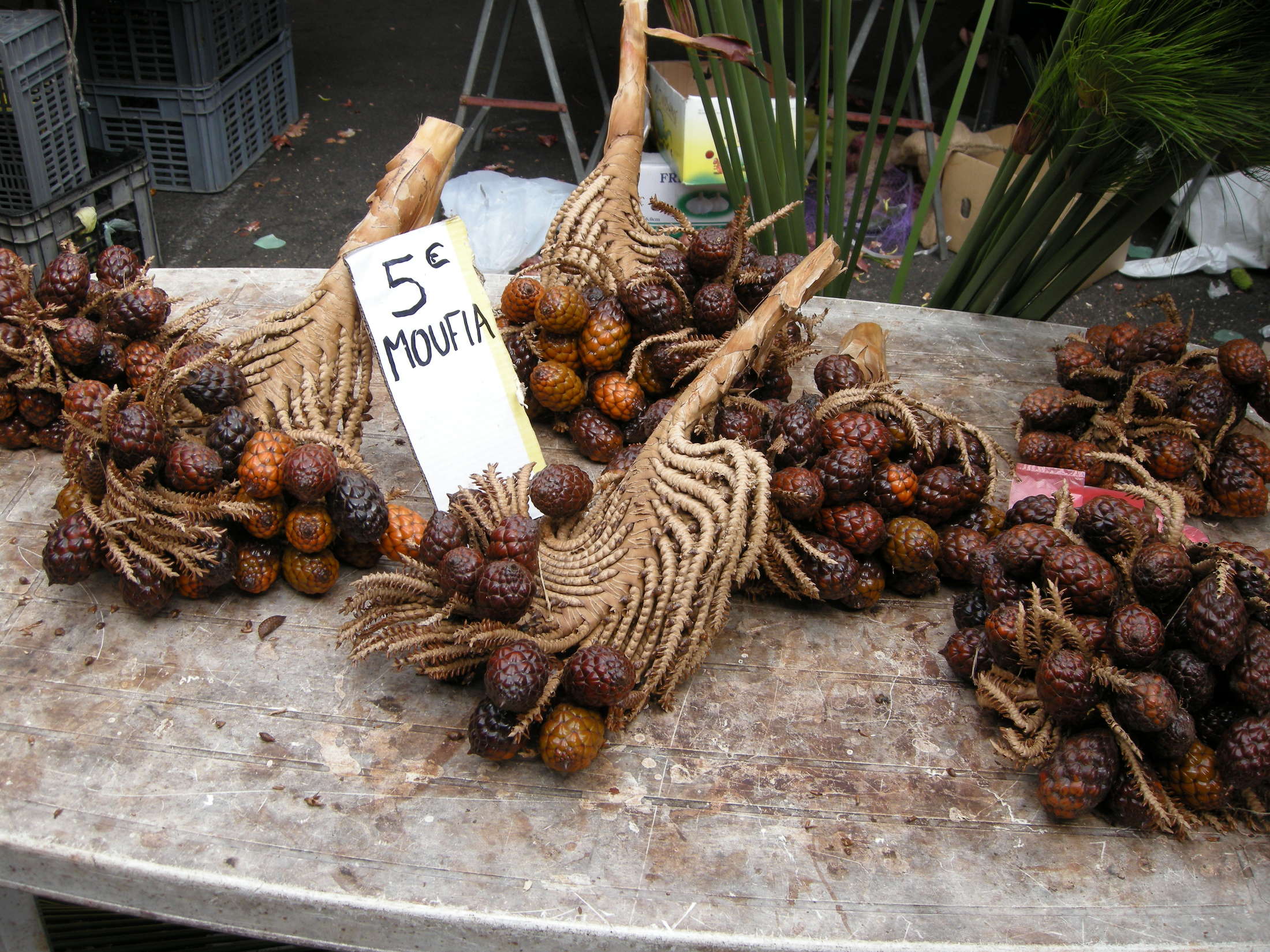 raphia_farinifera2md