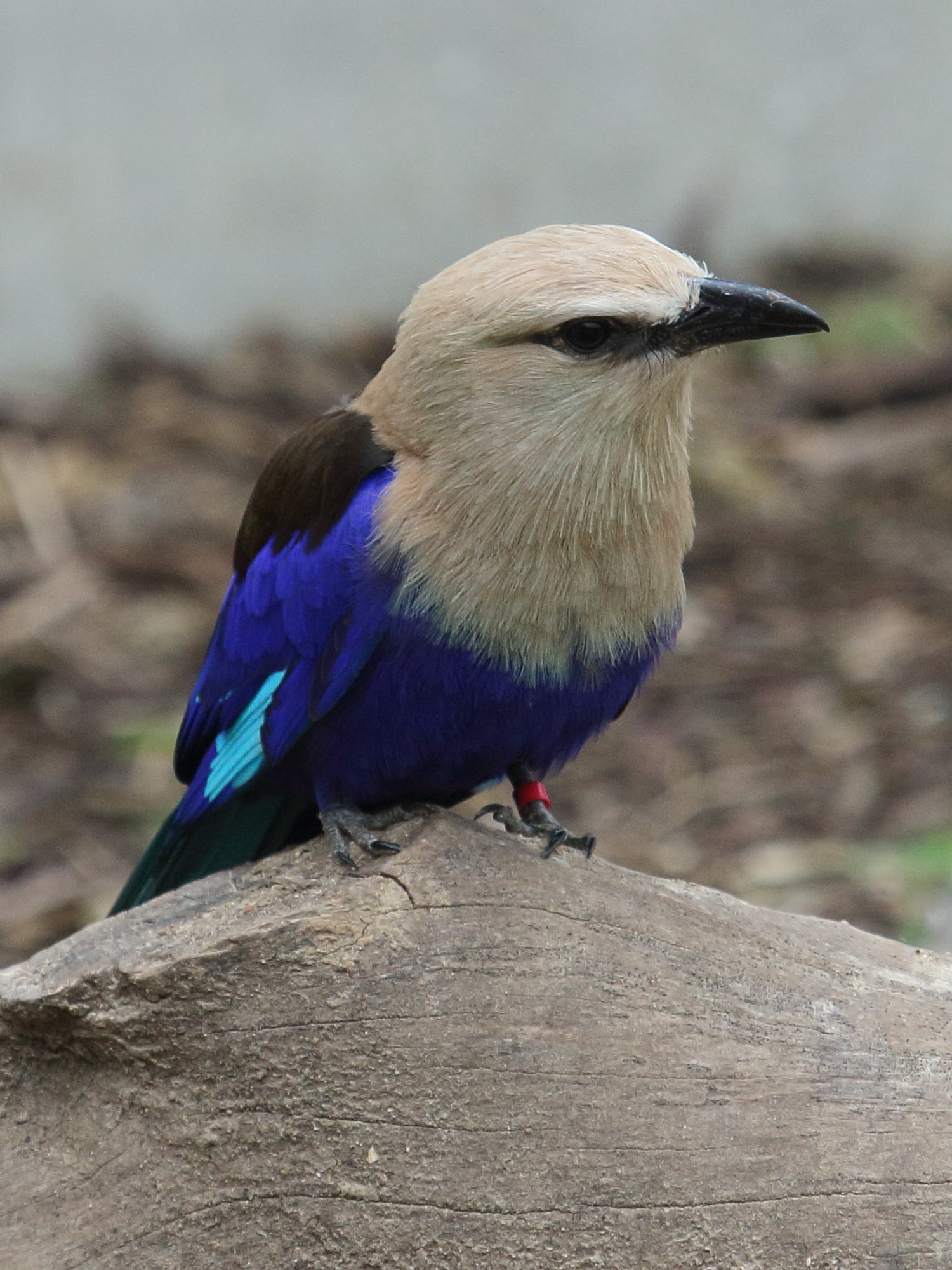 rollier_a_ventre_bleu_-_coracias_cyanogaster2bd