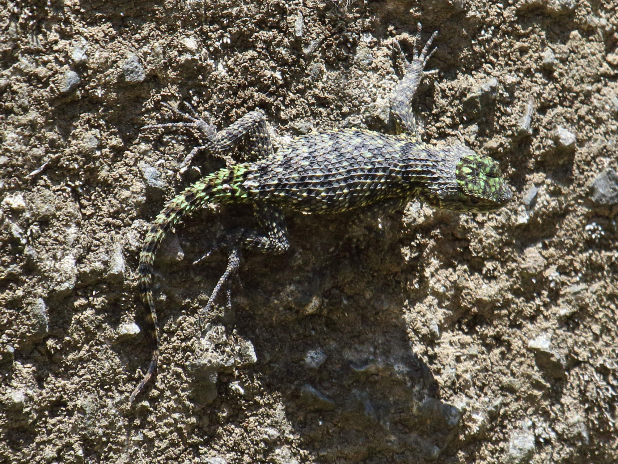 Afficher le média sceloporus_malachiticus2bd sceloporus_malachiticus2bd