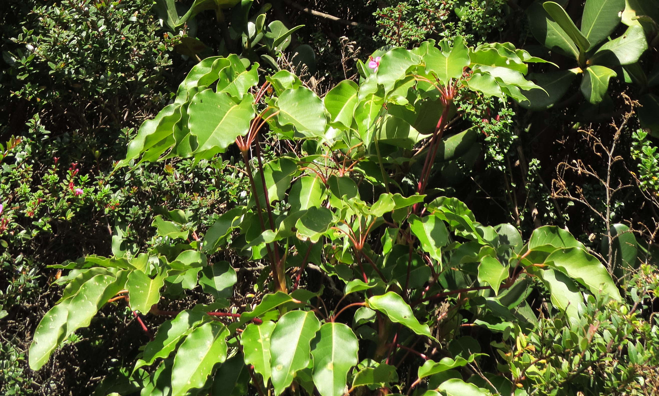 schefflera_rodriguesiana3md