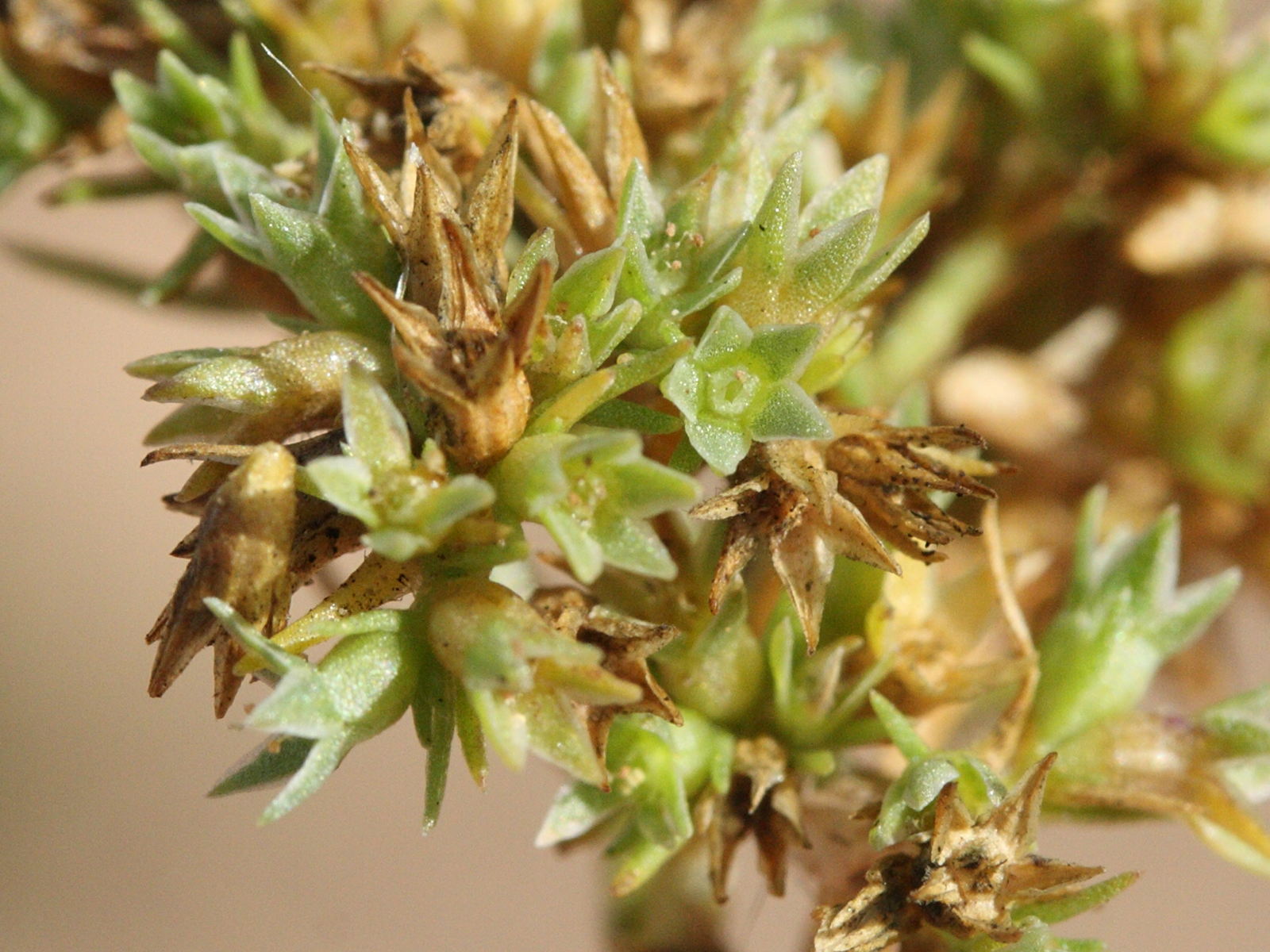 scleranthus_annuus2md