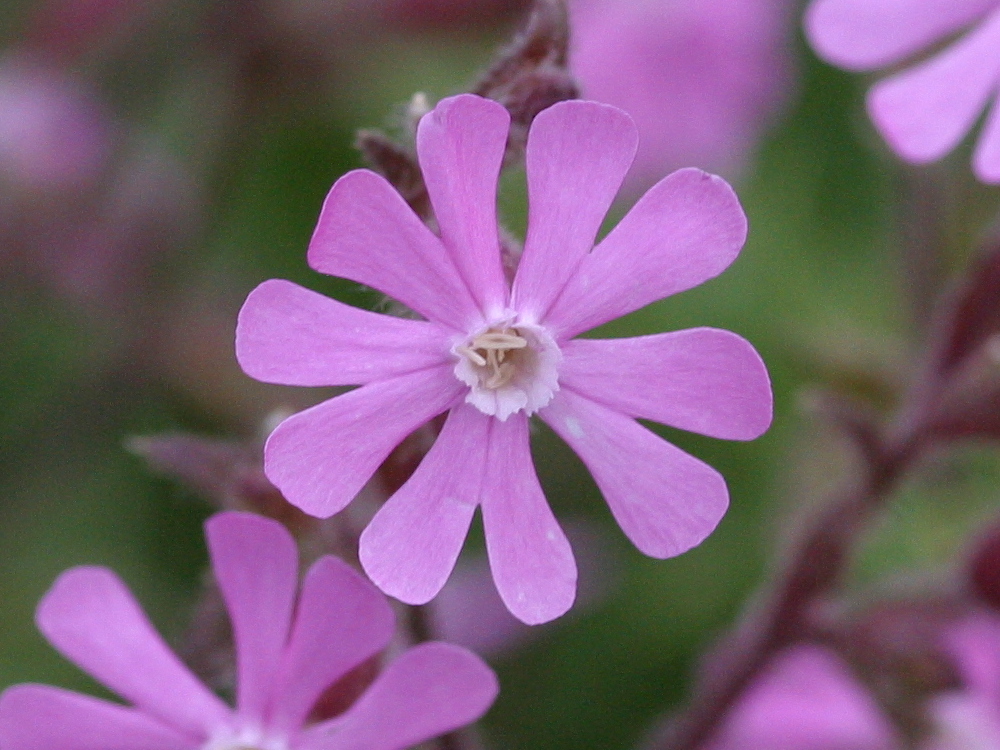 Afficher le média silene_dioica2md silene_dioica2md