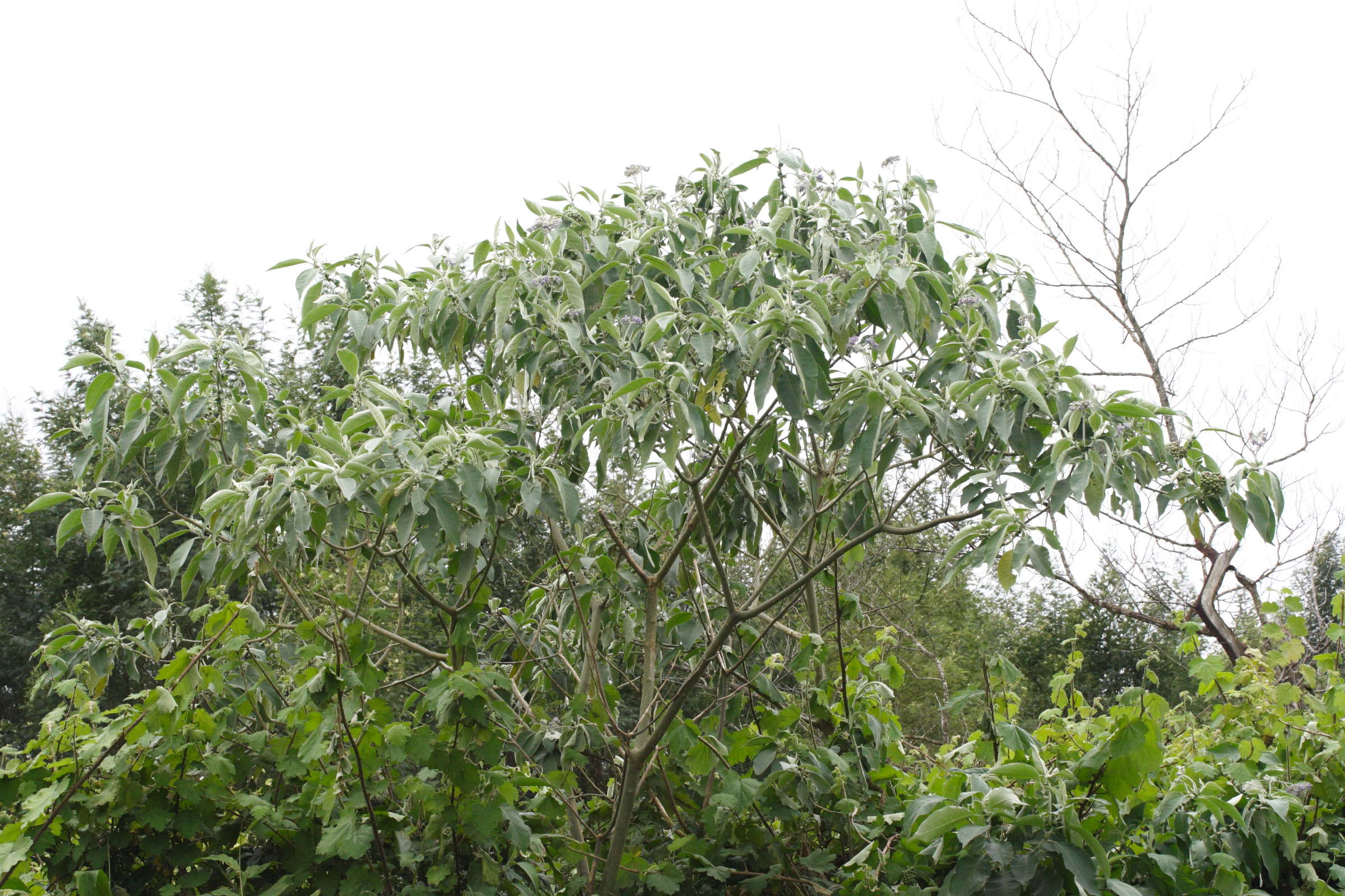 solanum_mauritianum4md