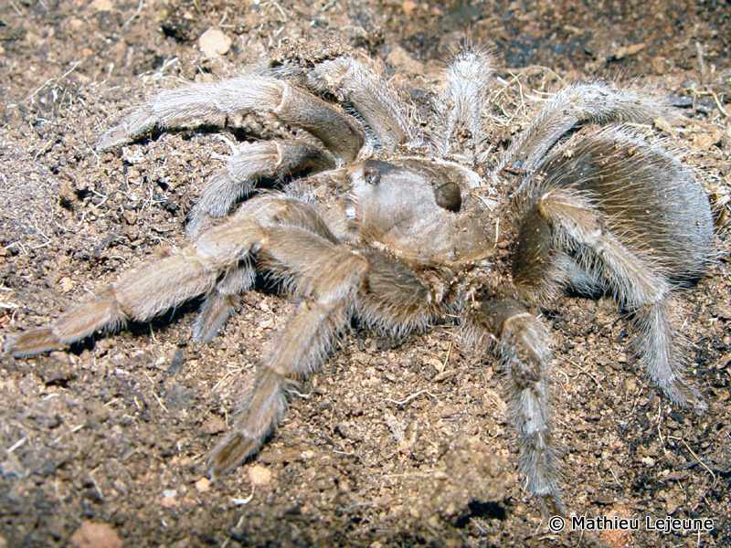 sphaerobothria_hoffmanni2ml