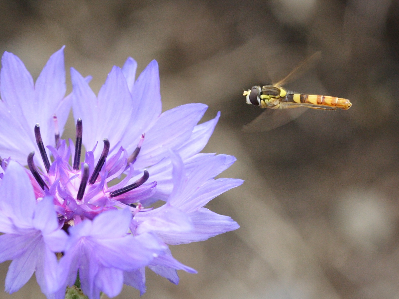 sphaerophoria_scripta2md