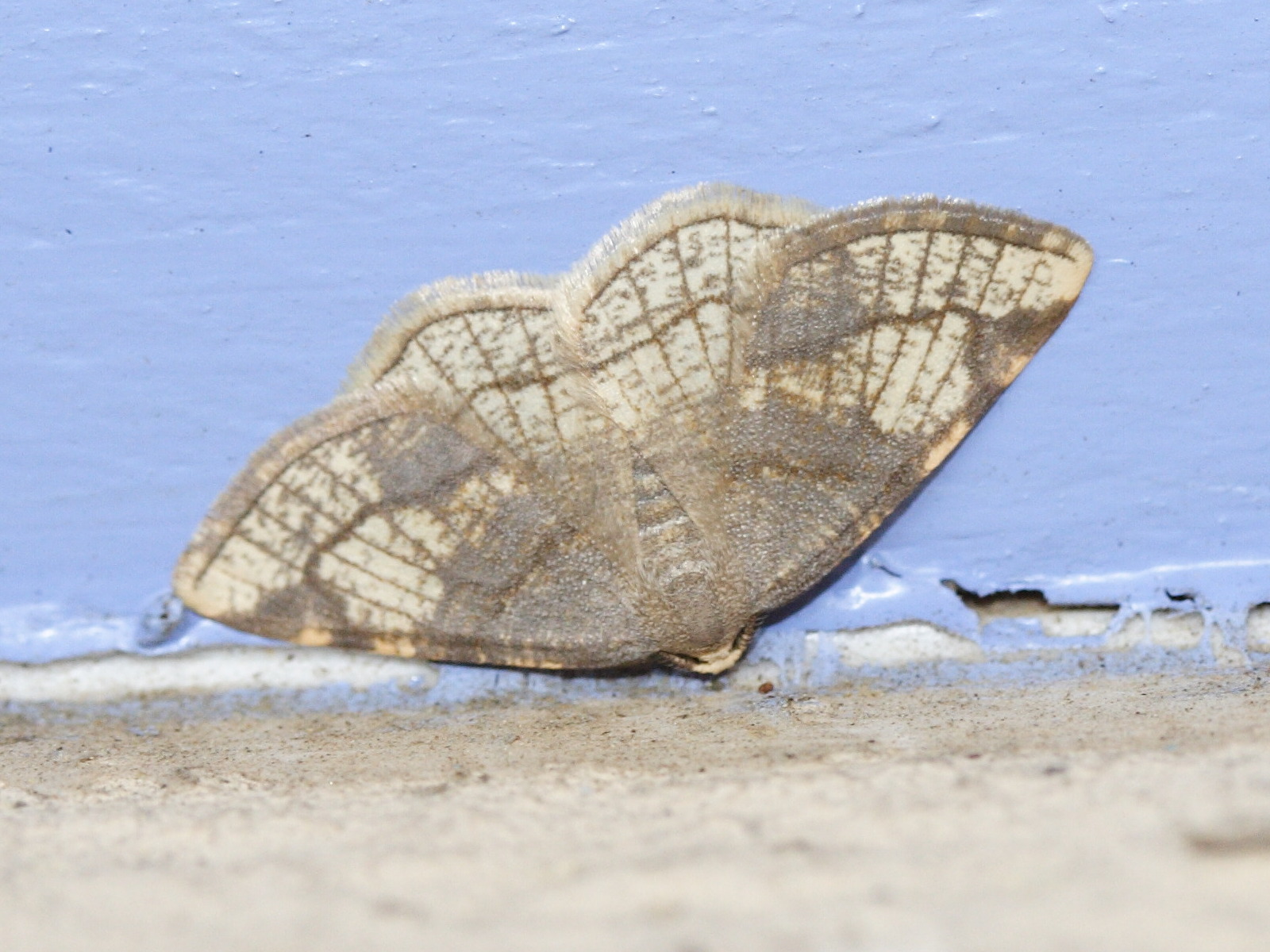 stegania_trimaculata4md