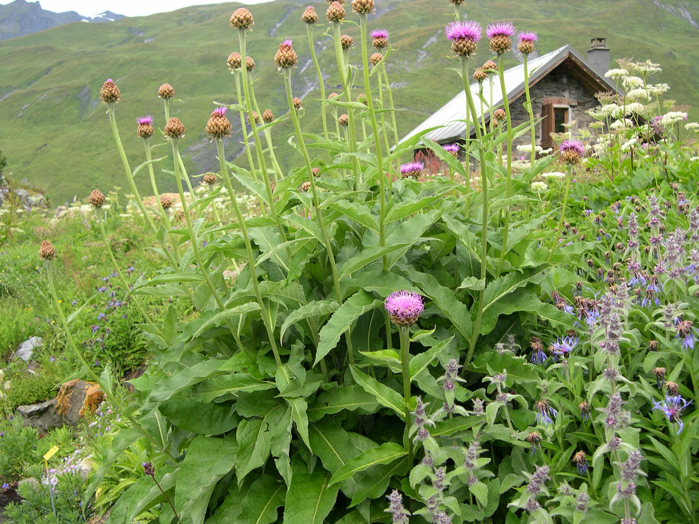 Stemmacantha_rhapontica lamarckii
