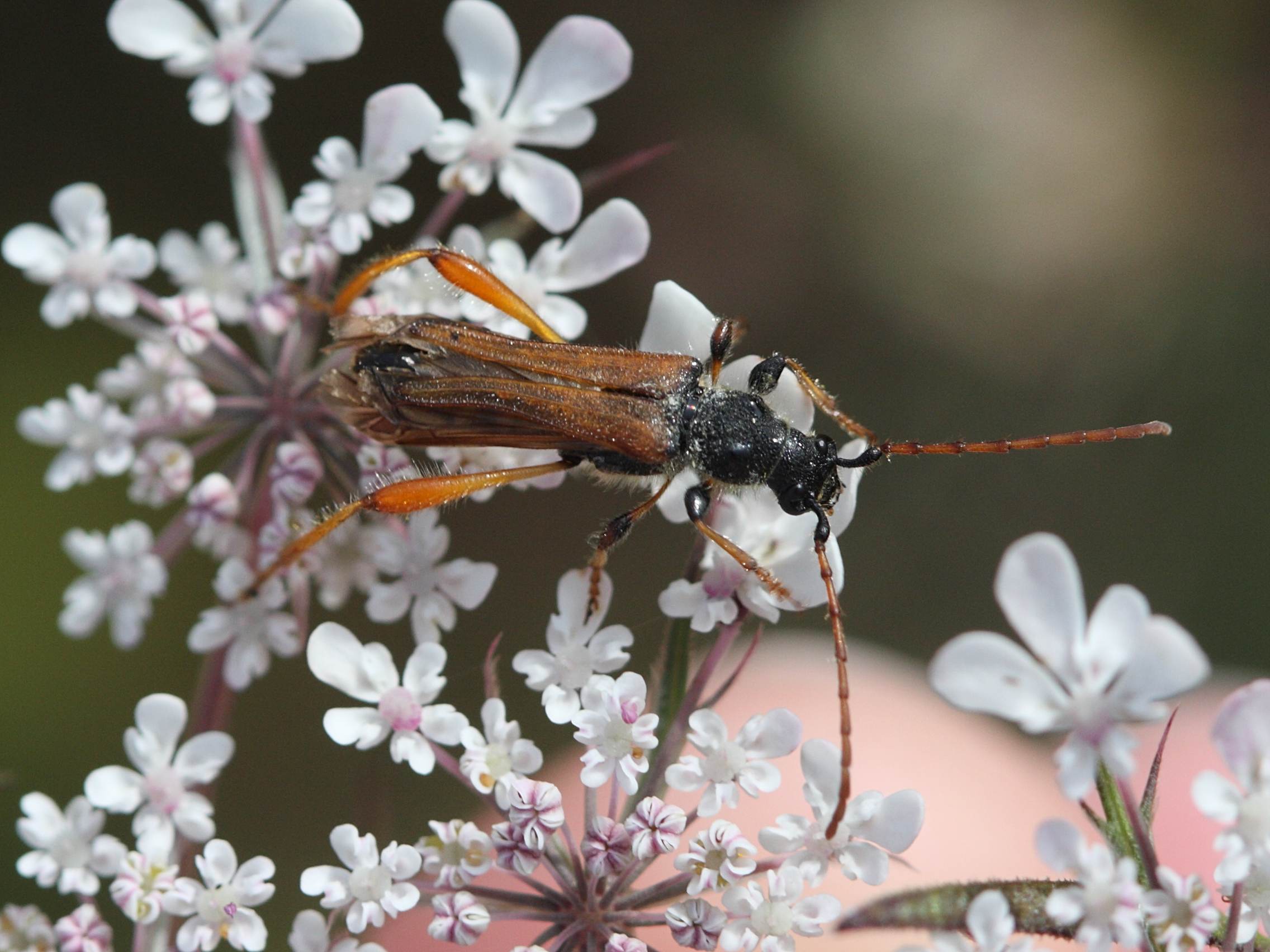 stenopterus_rufus3bd