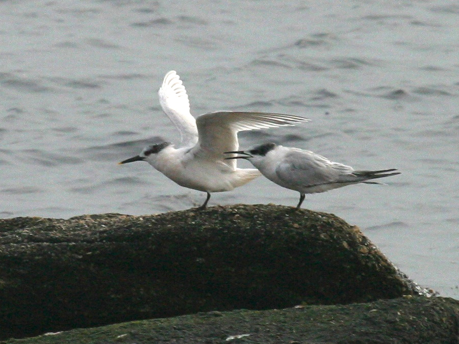 sterne_caugek_-_thalasseus_sandvicensis2bd