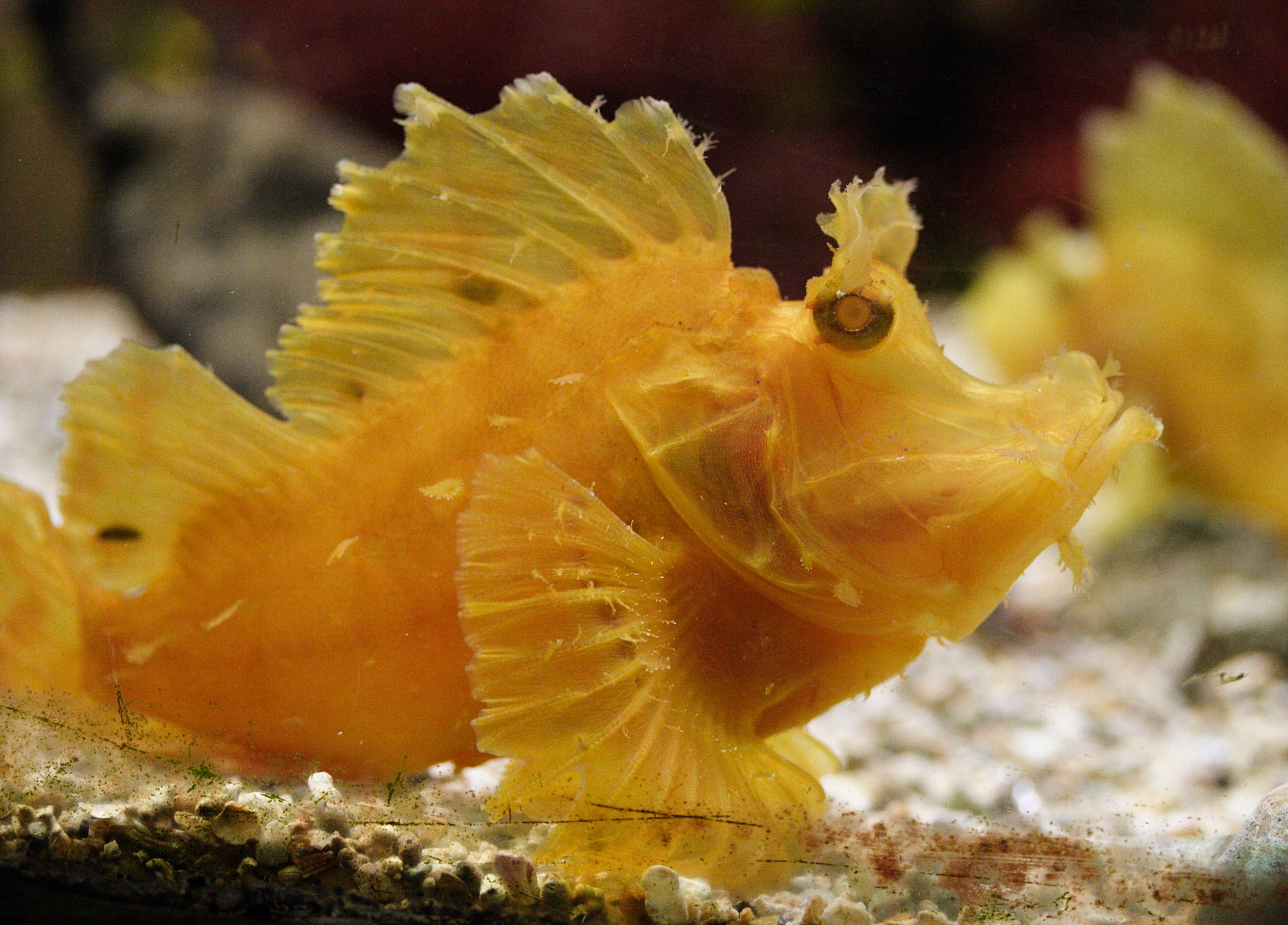 taenionotus_triacanthus2md