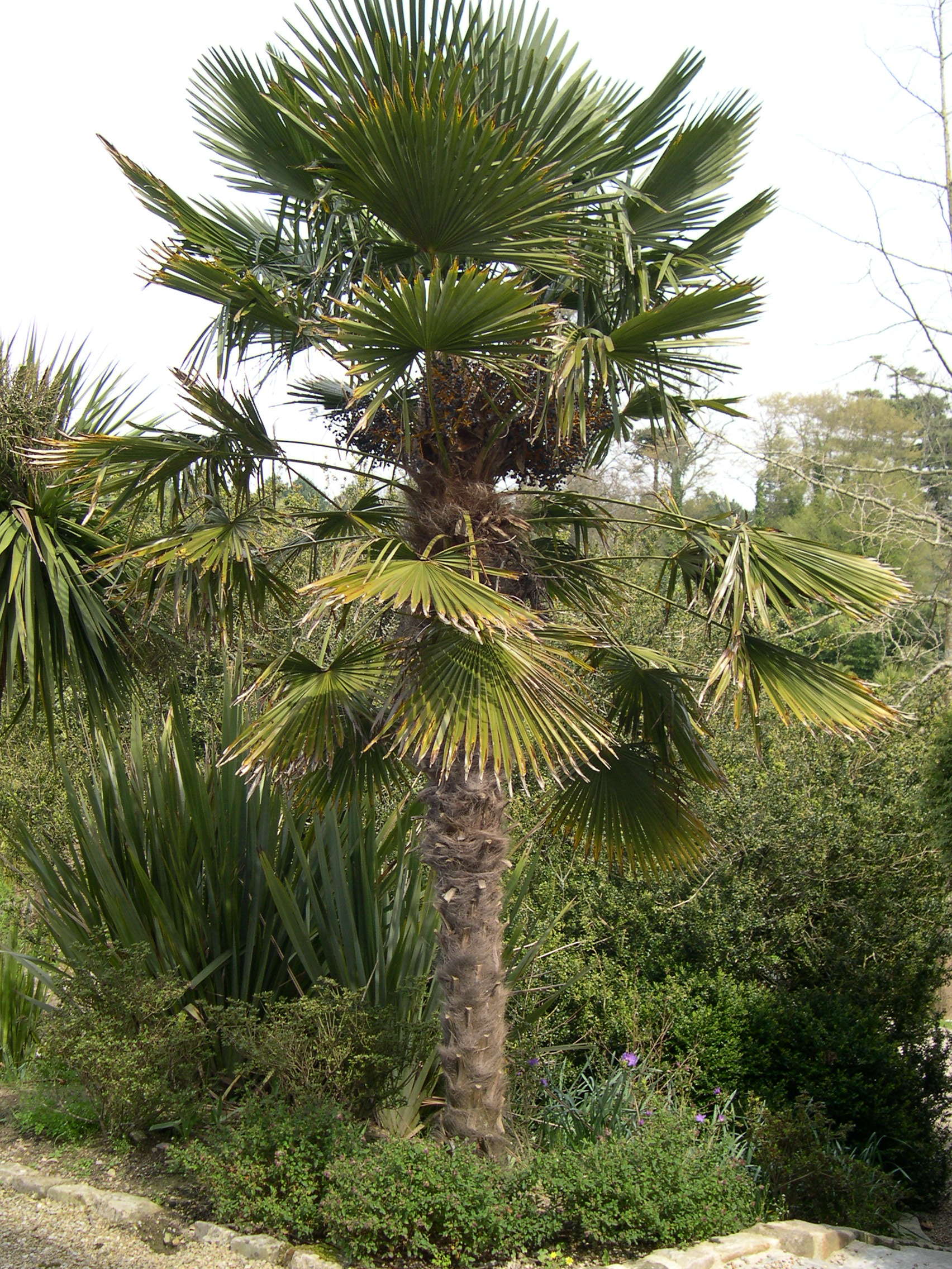 Afficher le média trachycarpus_fortunei2md trachycarpus_fortunei2md