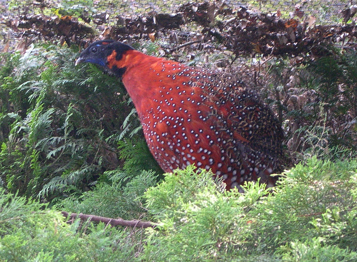tragopan_satyre_-_tragopan_satyra2md