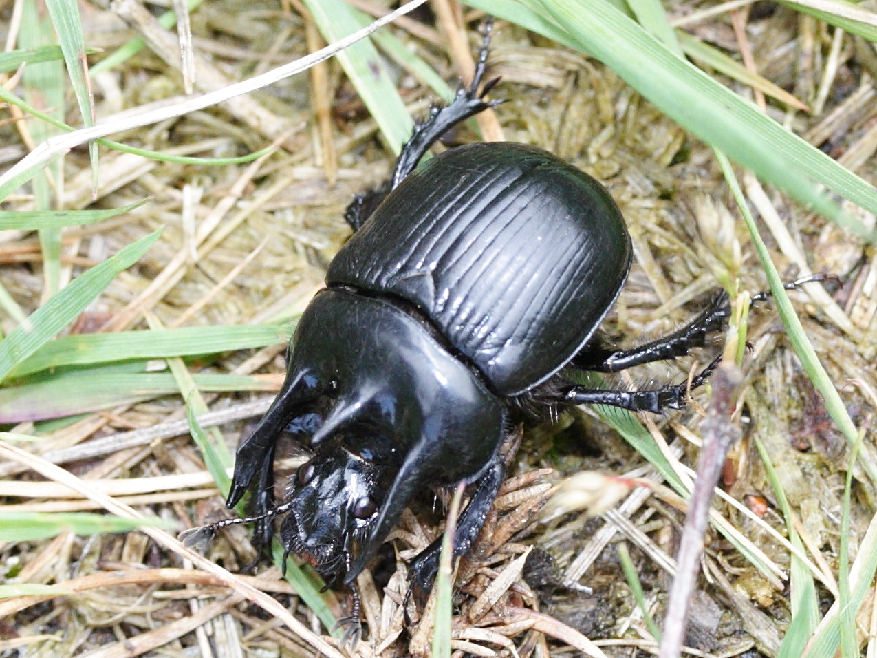 typhaeus_typhoeus2md