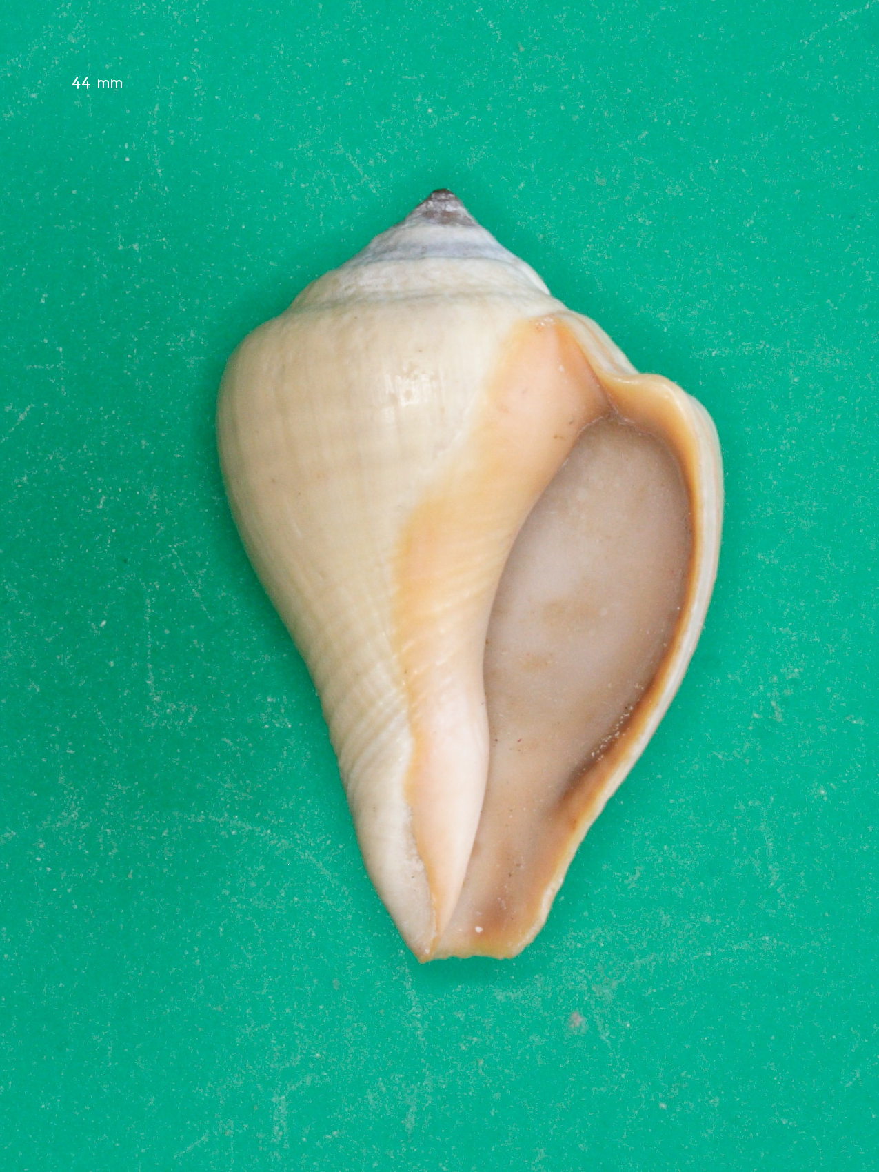 Afficher le média volema_paradisiaca2md volema_paradisiaca2md