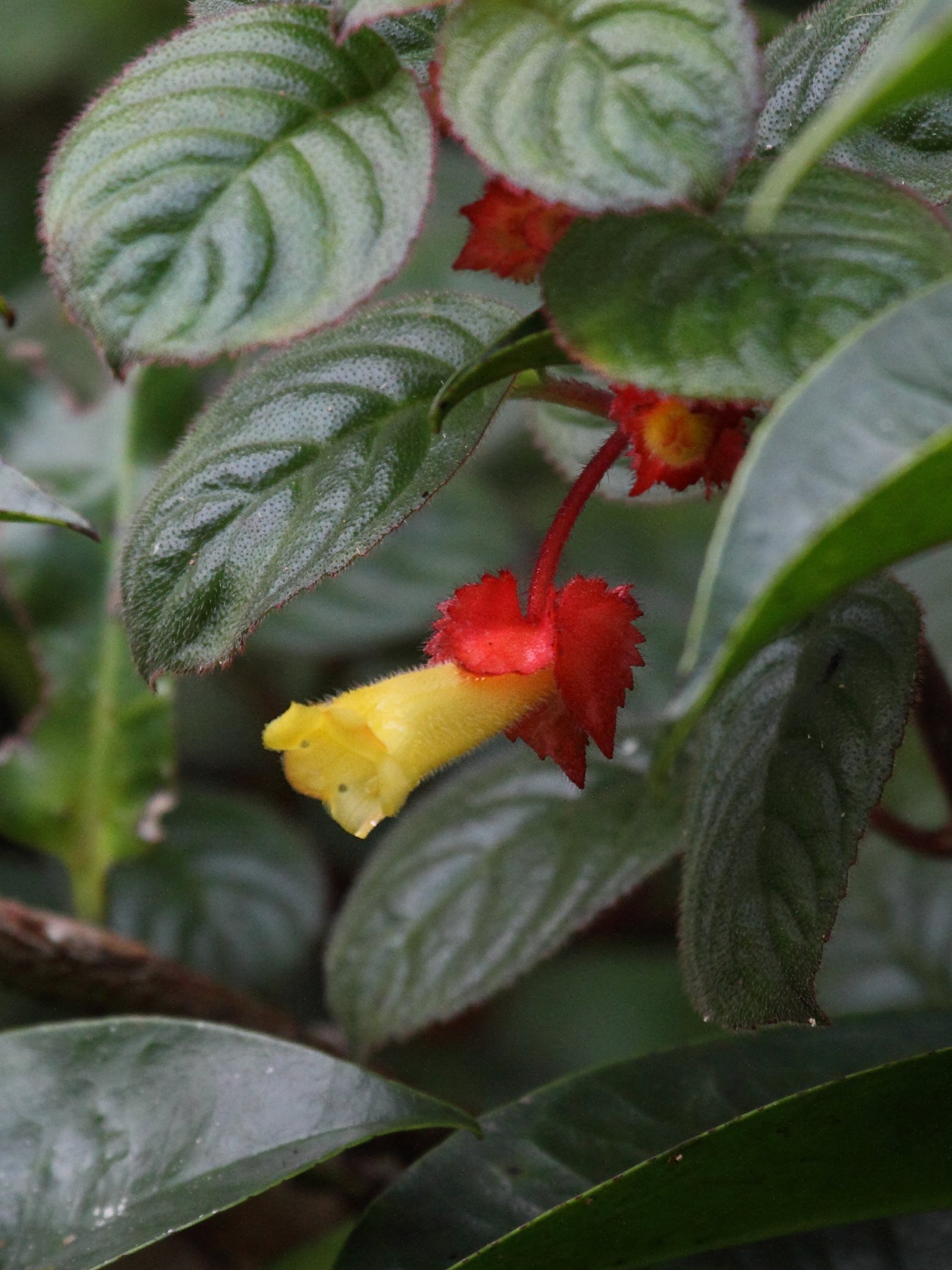 alloplectus_cristatus7bd