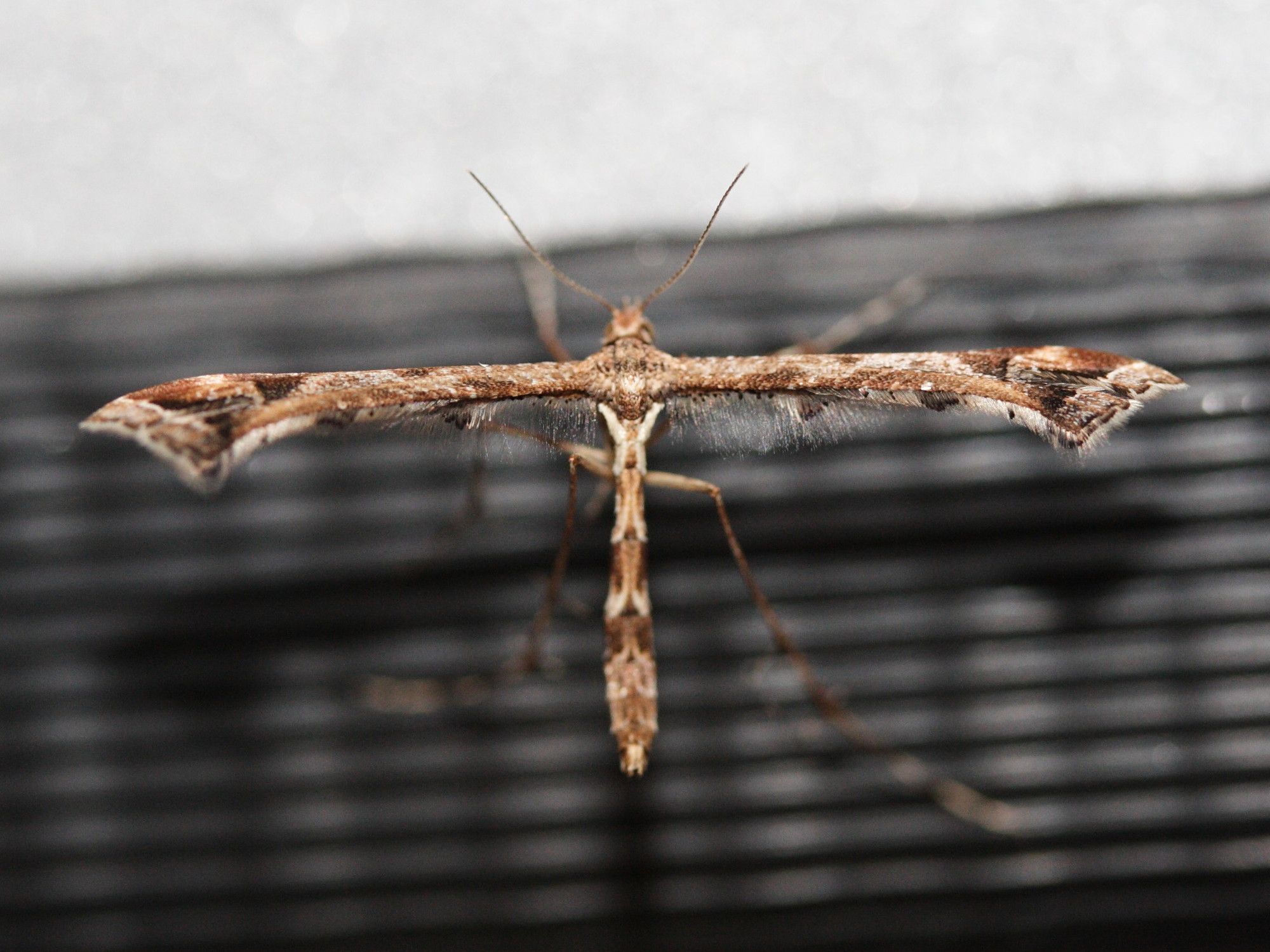 amblyptilia_punctidactyla1md