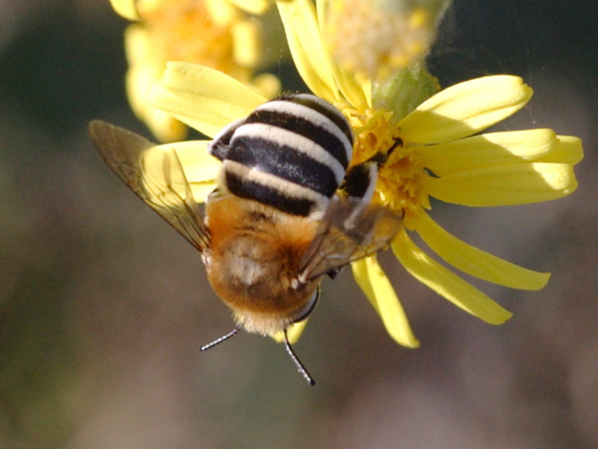 Afficher le média amegilla_quadrifasciata1bd amegilla_quadrifasciata1bd