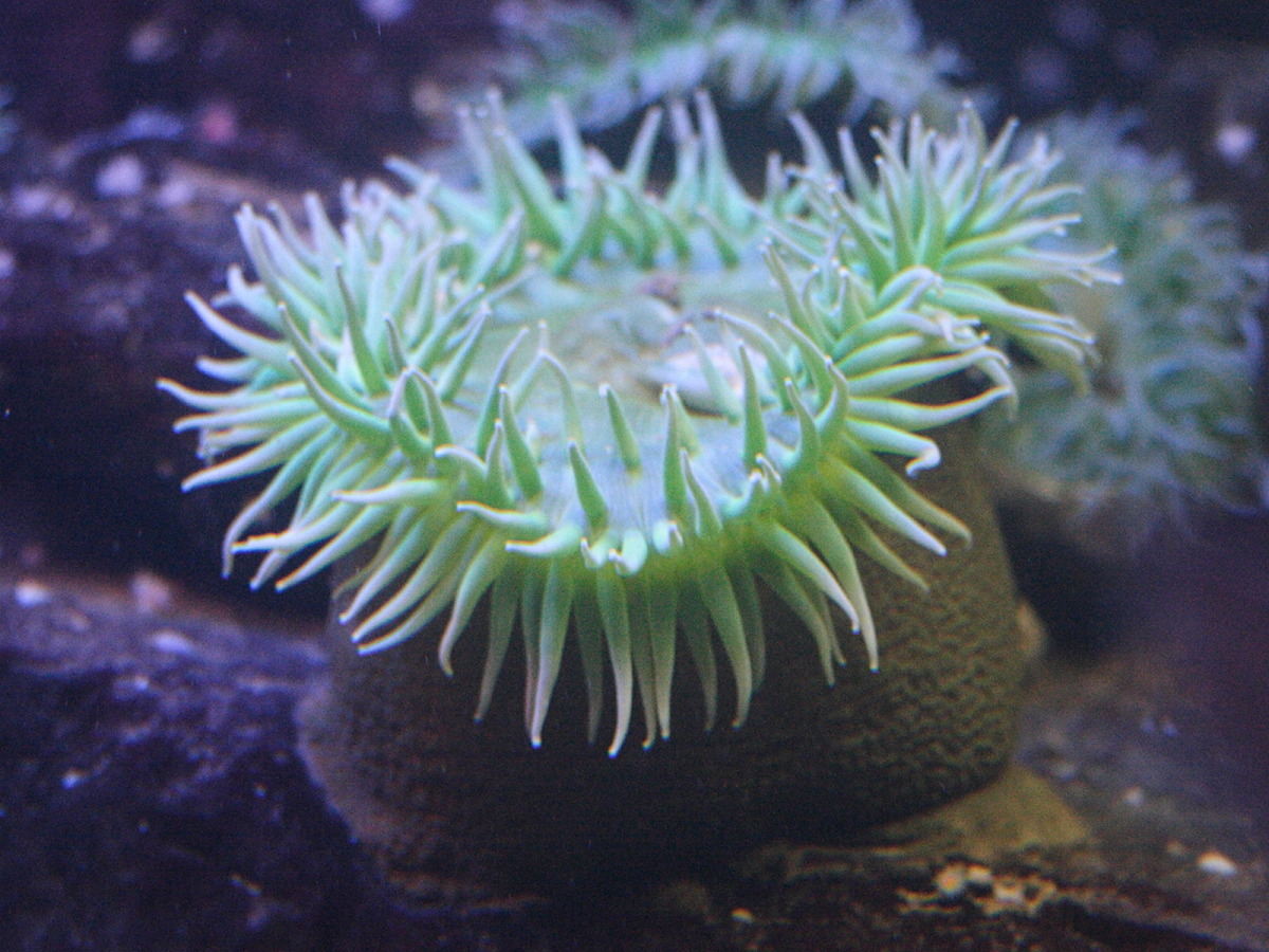 anthopleura_xanthogrammica1md