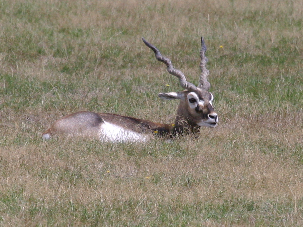 antilope_cervicapra3bd
