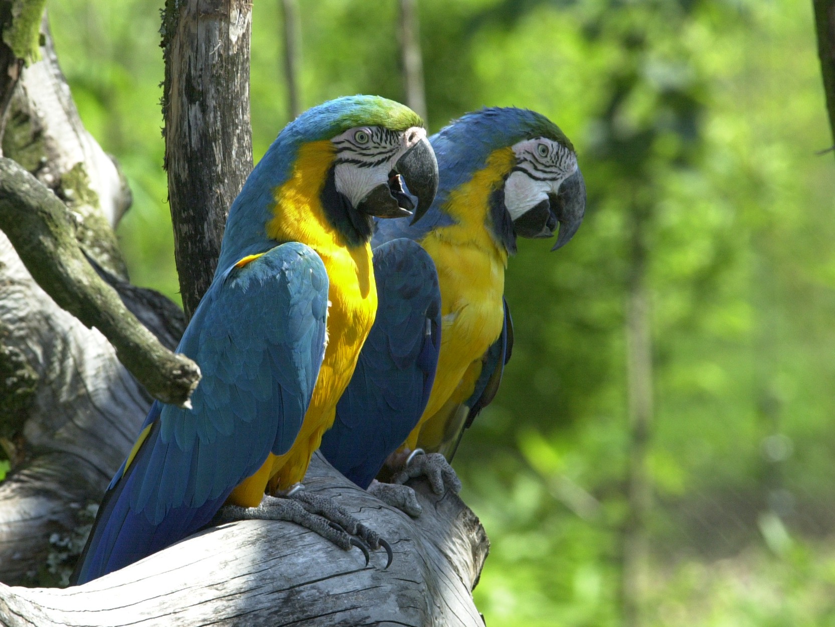 ara_bleu_-_ara_ararauna1bmd