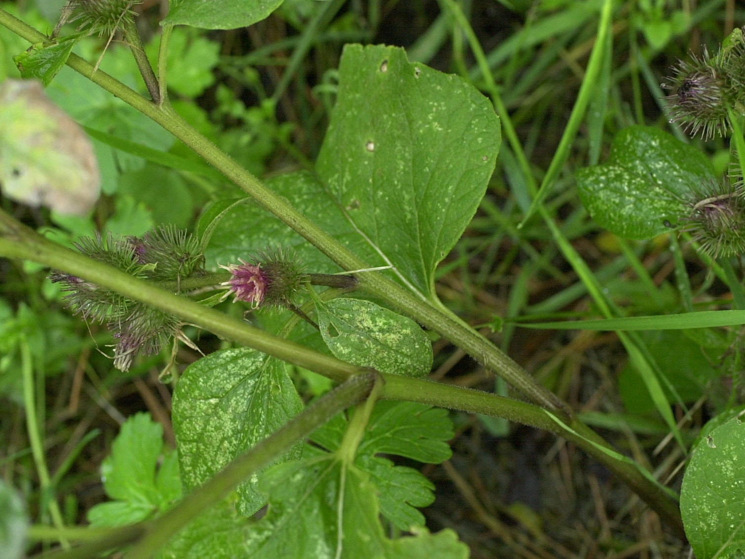 Afficher le média arctium_nemorosum2md arctium_nemorosum2md