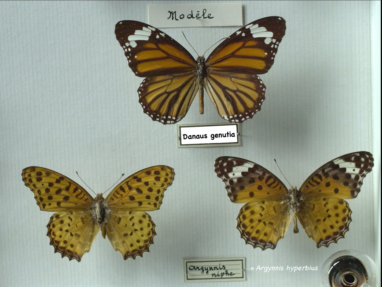 argynnis_hyperbius1md
