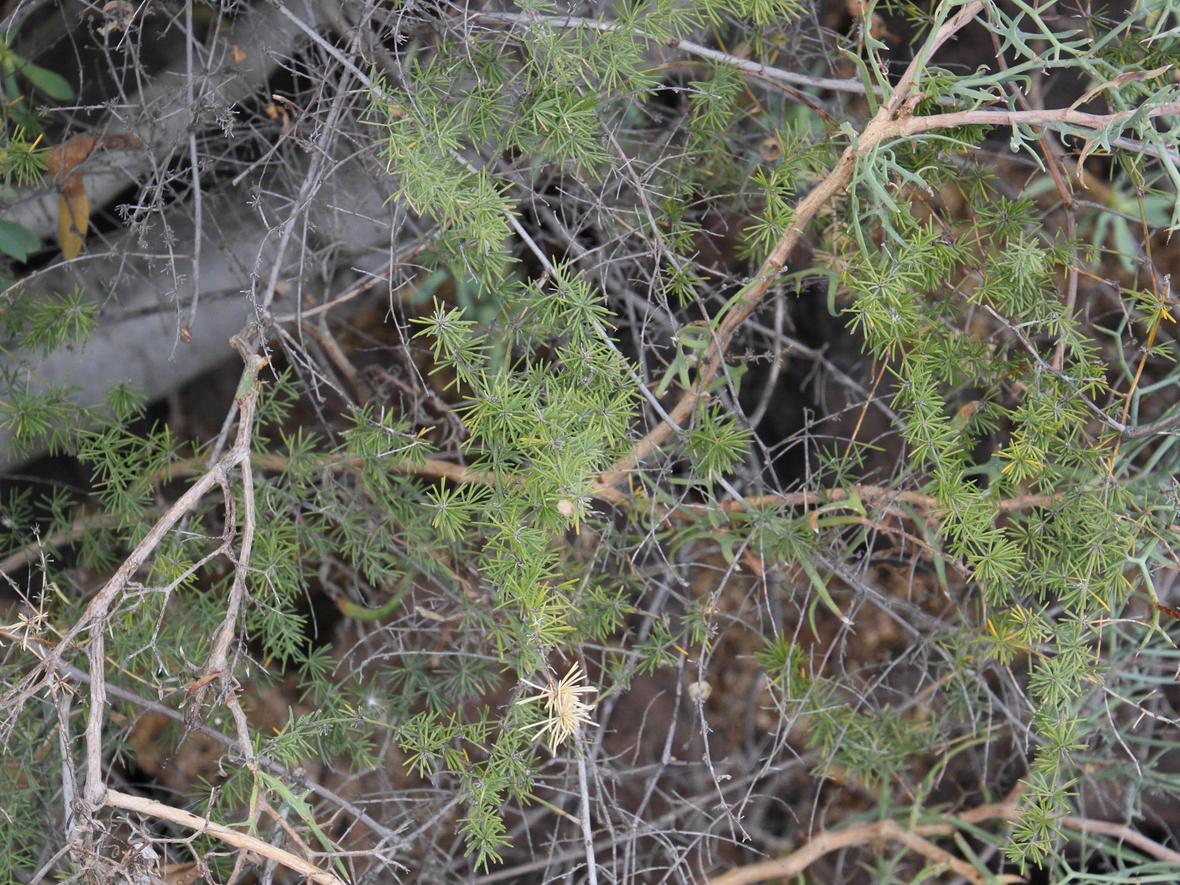 asparagus_nesiotes1md