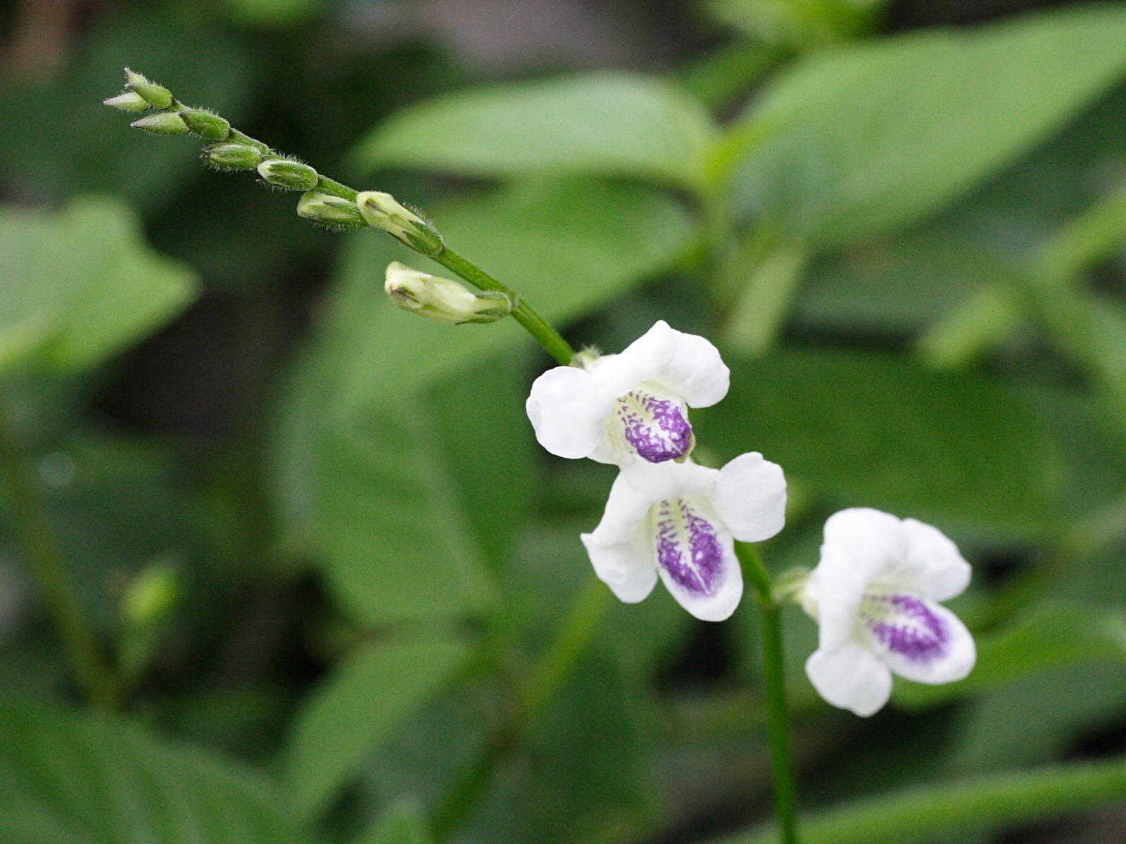 asystasia_gangetica_micrantha1md