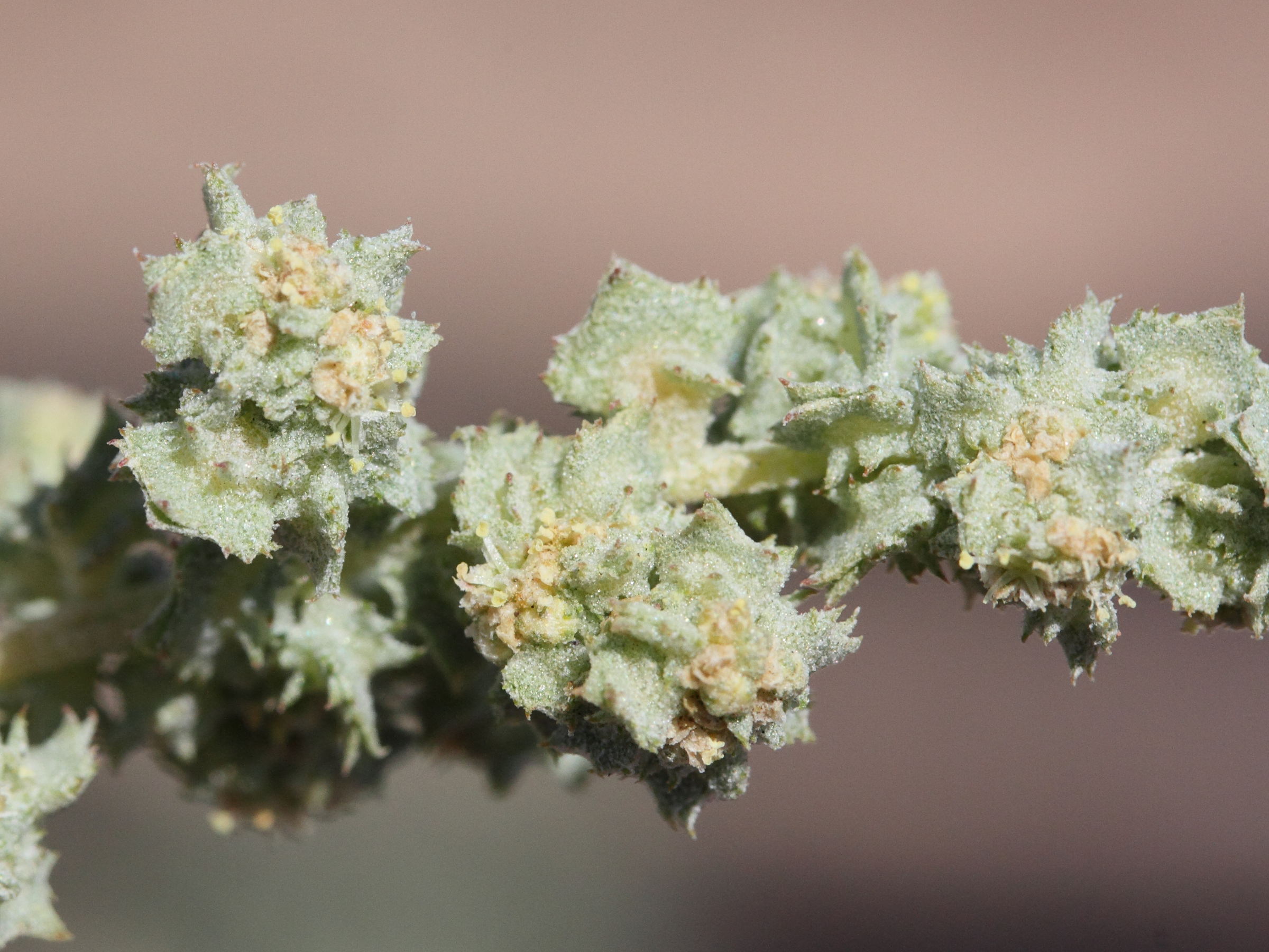 atriplex_semilunaris3md