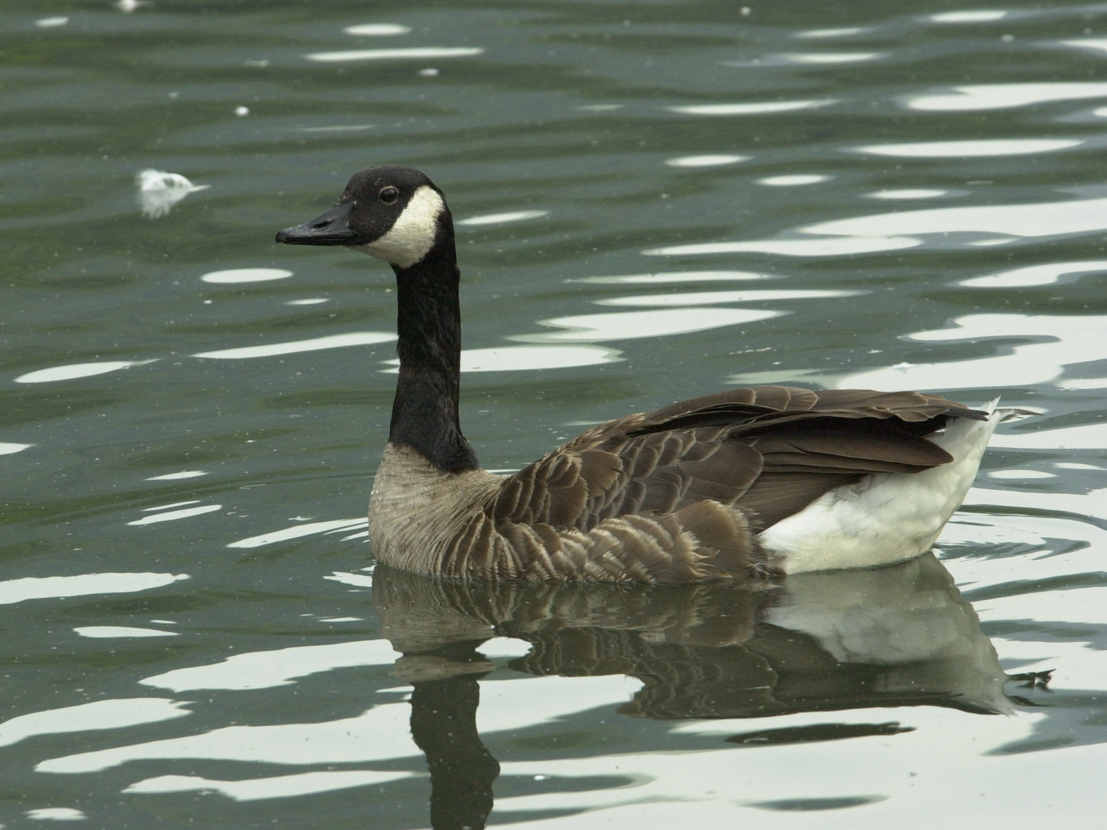bernache_du_canada_-_branta_canadensis3bd