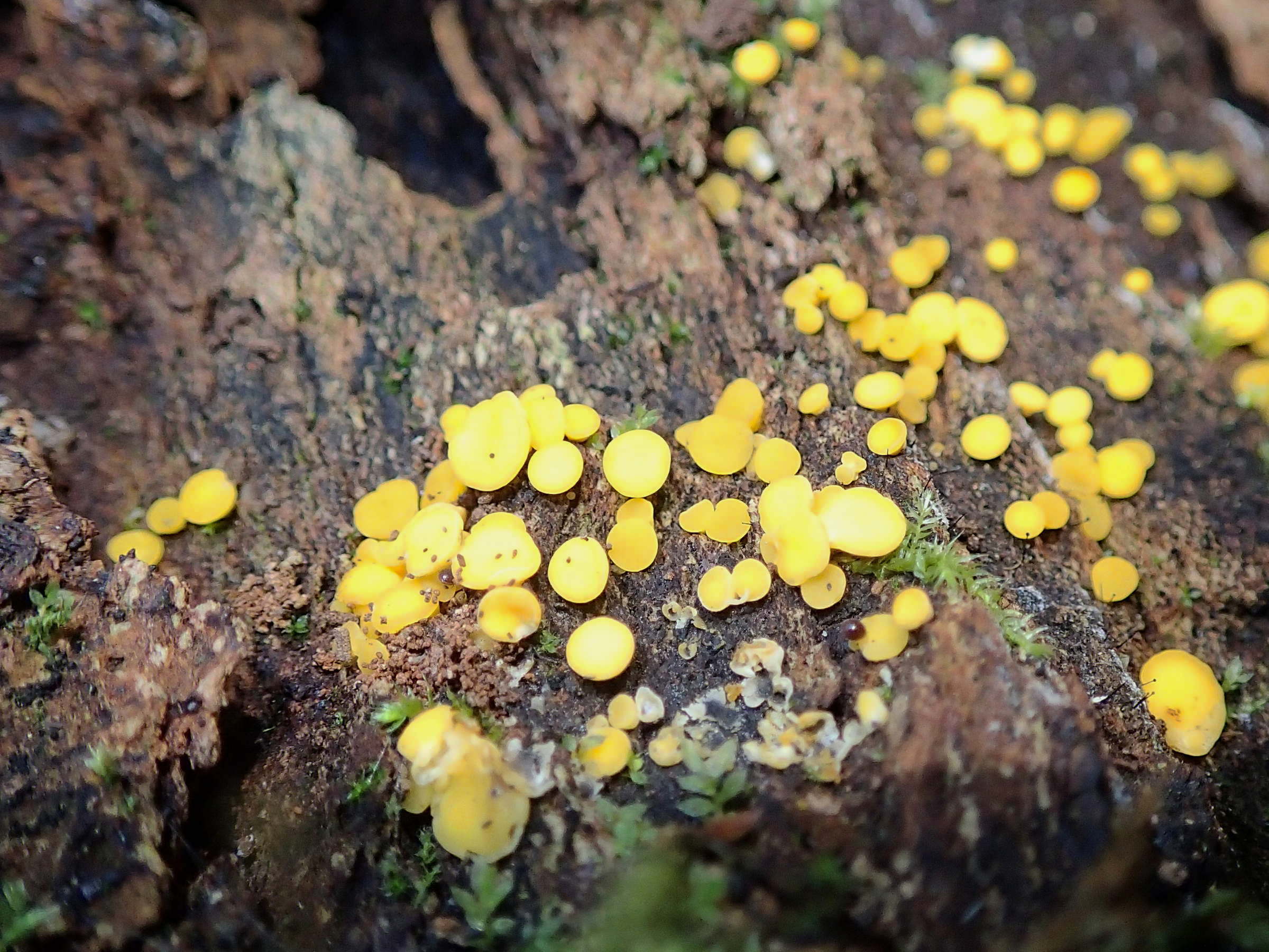 bisporella_citrina1md