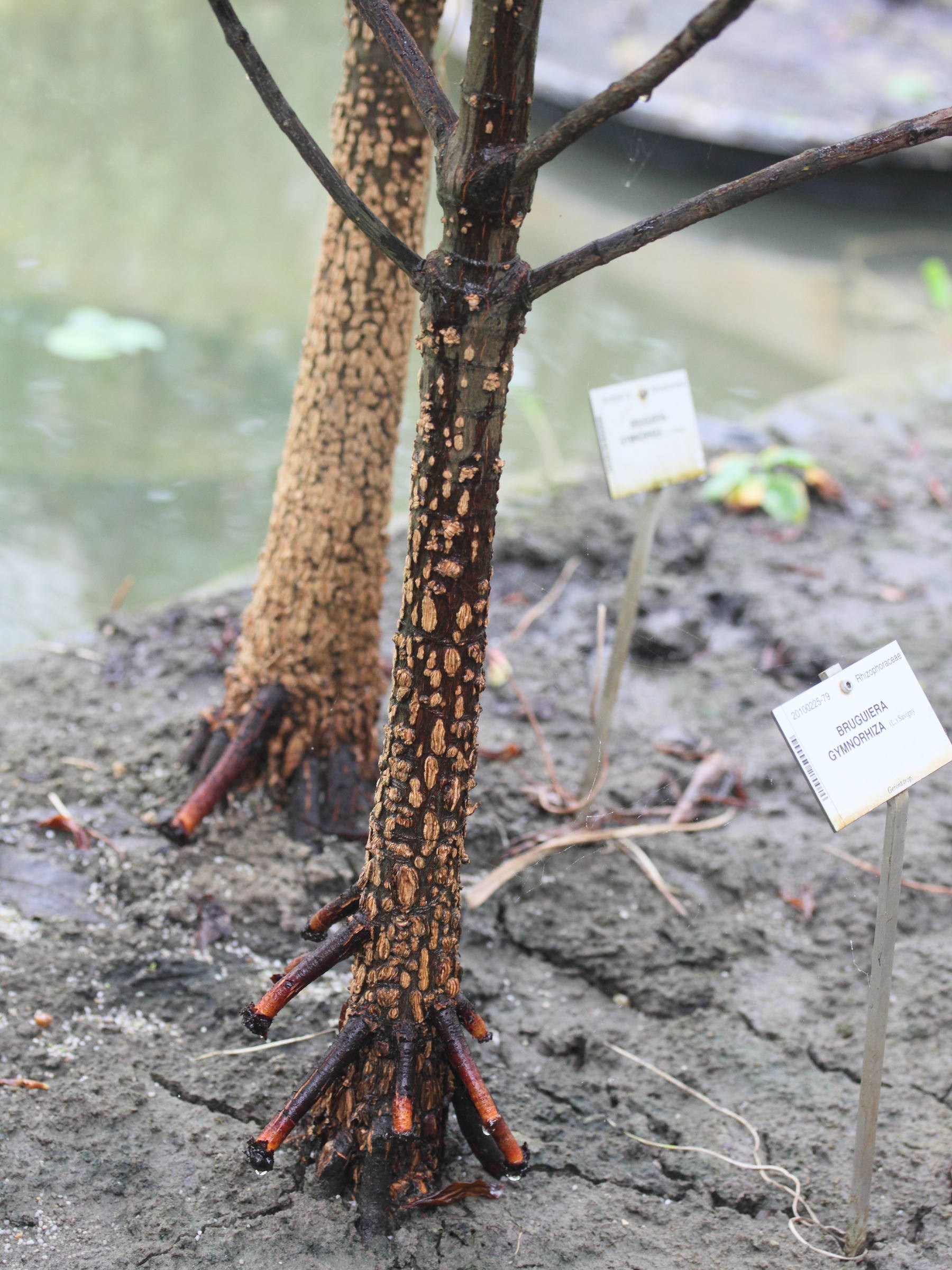 Afficher le média bruguiera_gymnorhiza2md bruguiera_gymnorhiza2md