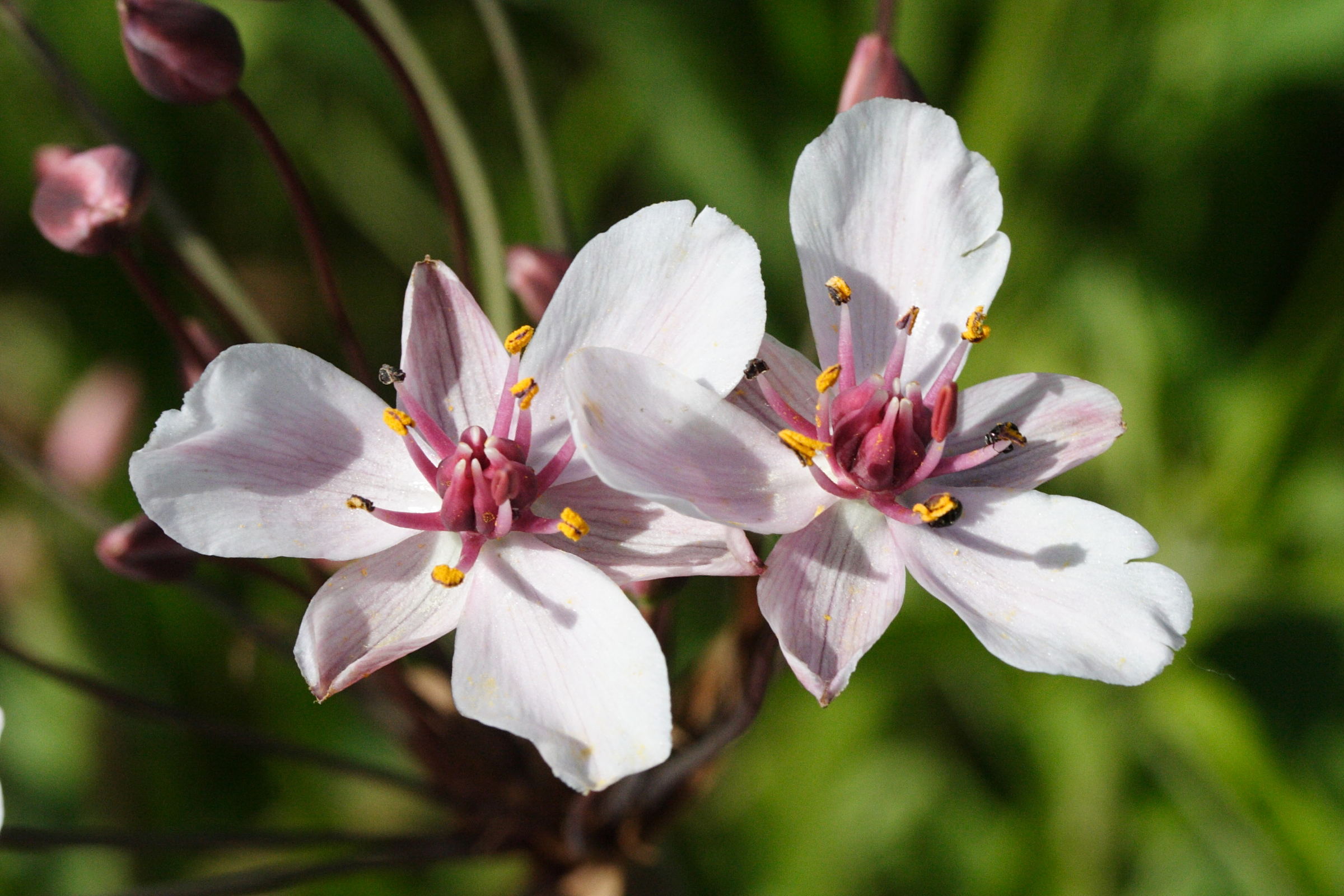 butomus_umbellatus4md