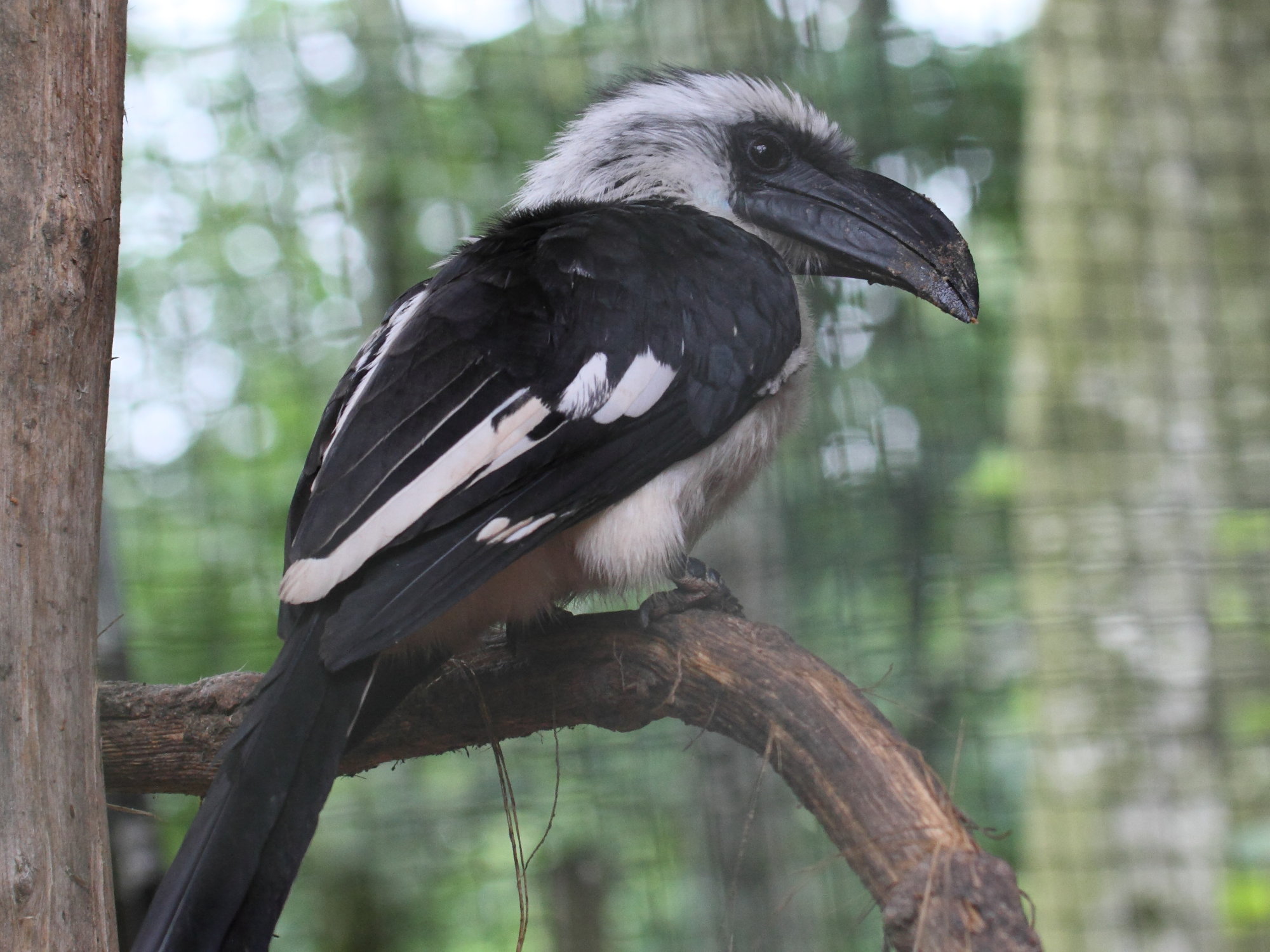 Afficher le média calao_de_decken_-_tockus_deckeni2bd calao_de_decken_-_tockus_deckeni2bd