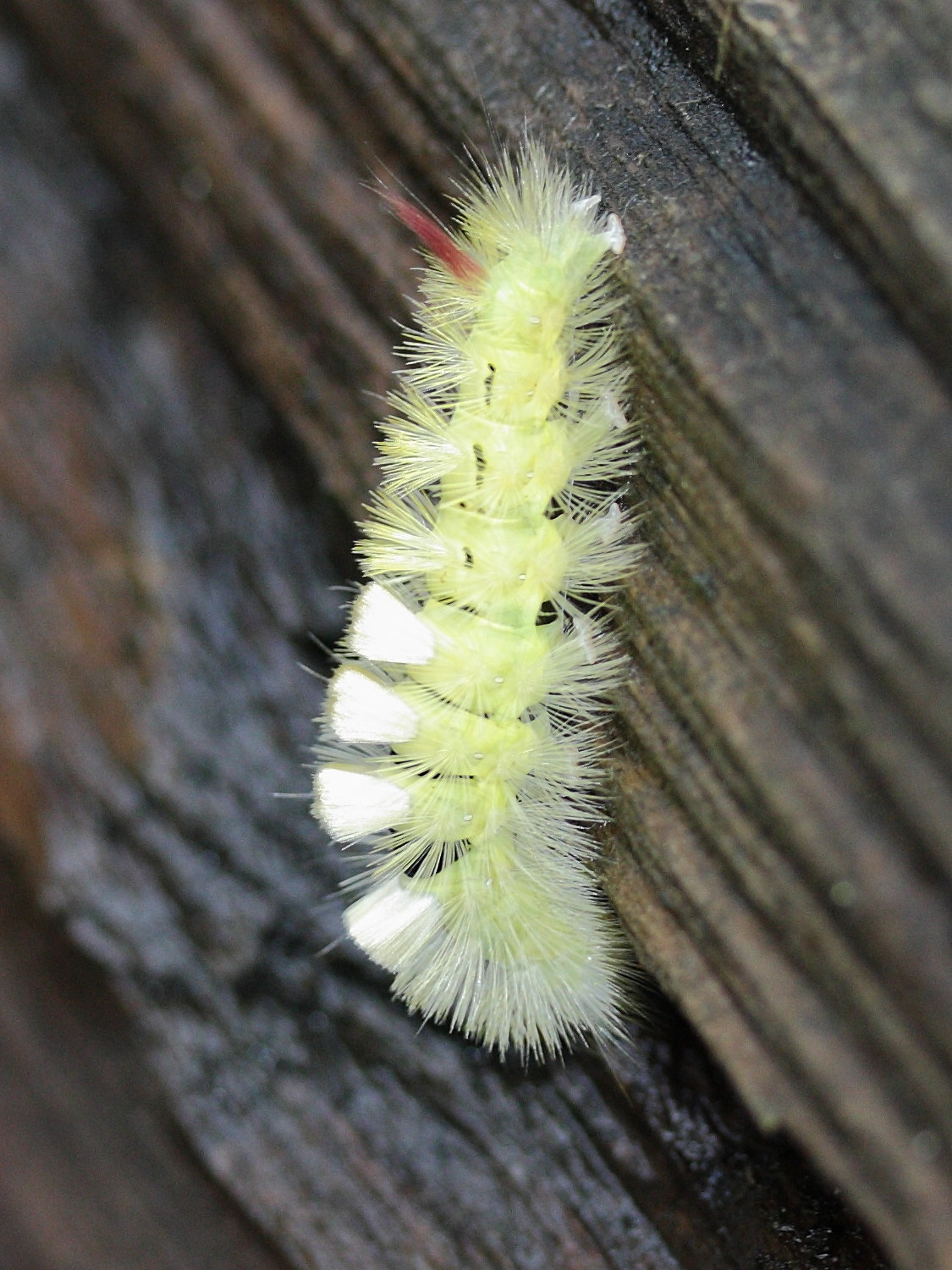 calliteara_pudibunda_ch3bd