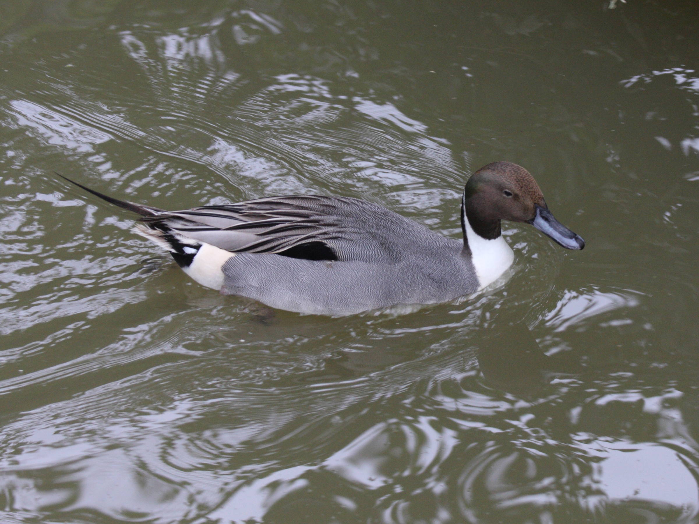 canard_pilet_-_anas_acuta1md