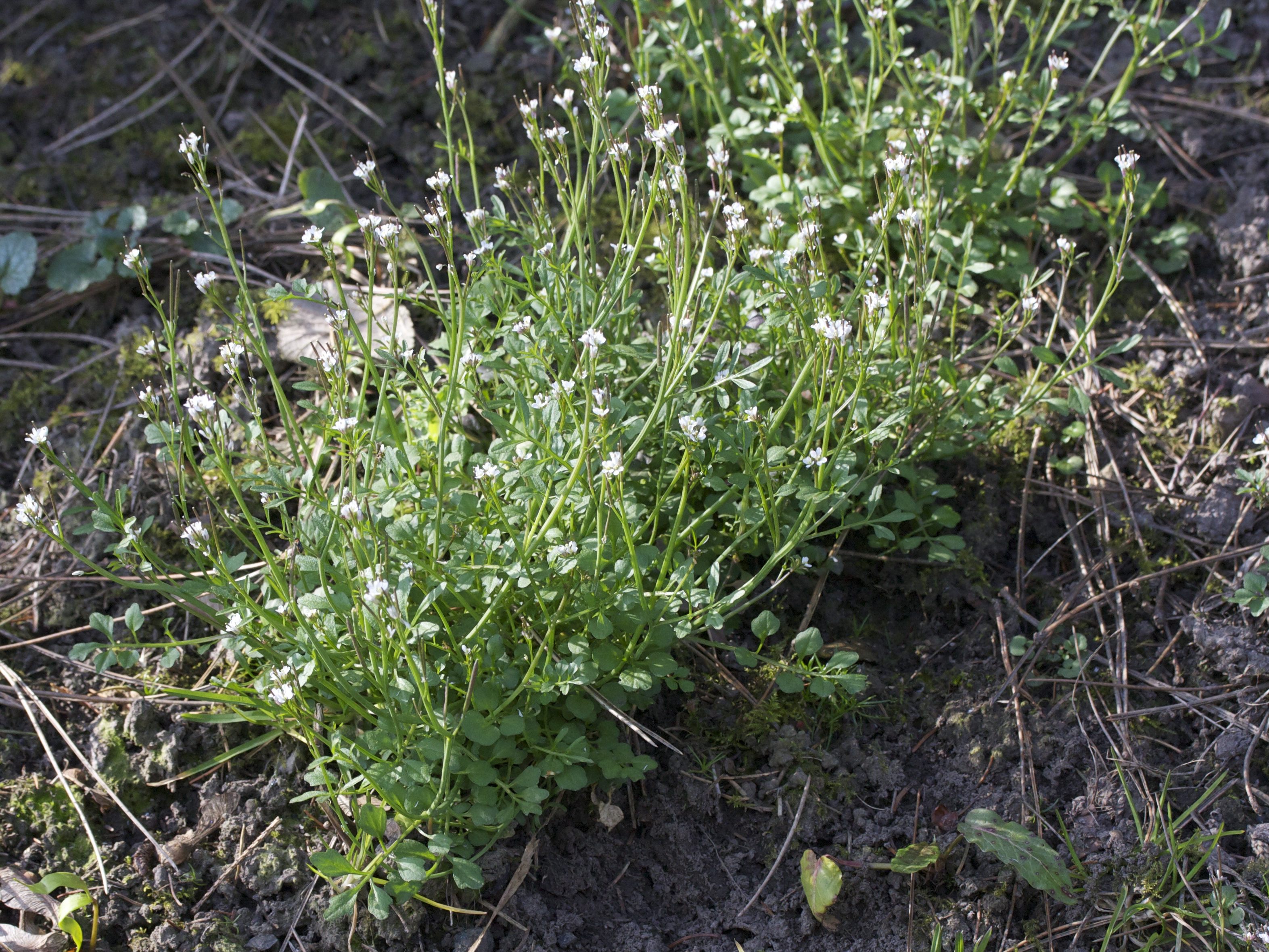 Afficher le média cardamine_hirsuta2md cardamine_hirsuta2md