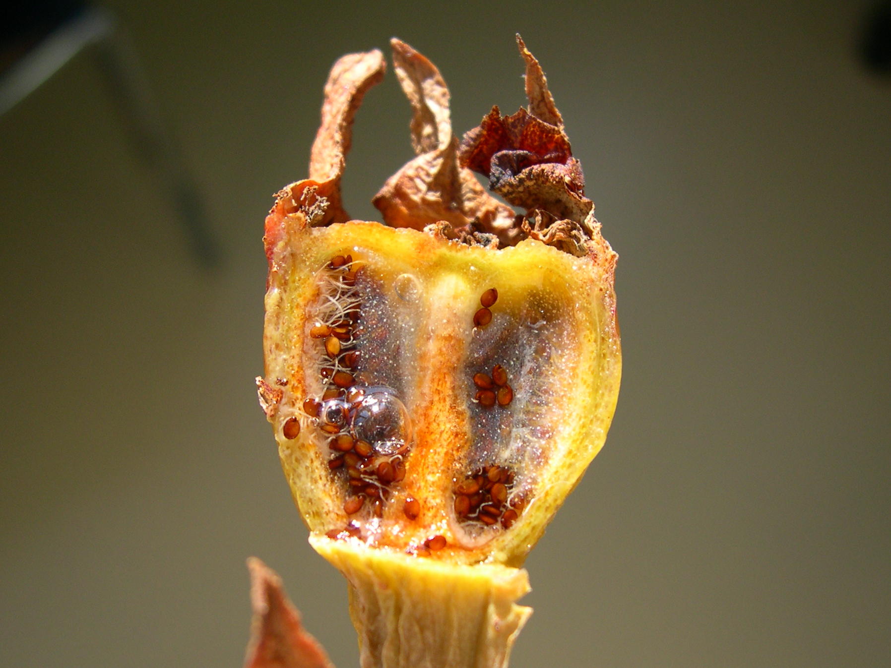Afficher le média Carpobrotus_edulis Carpobrotus_edulis