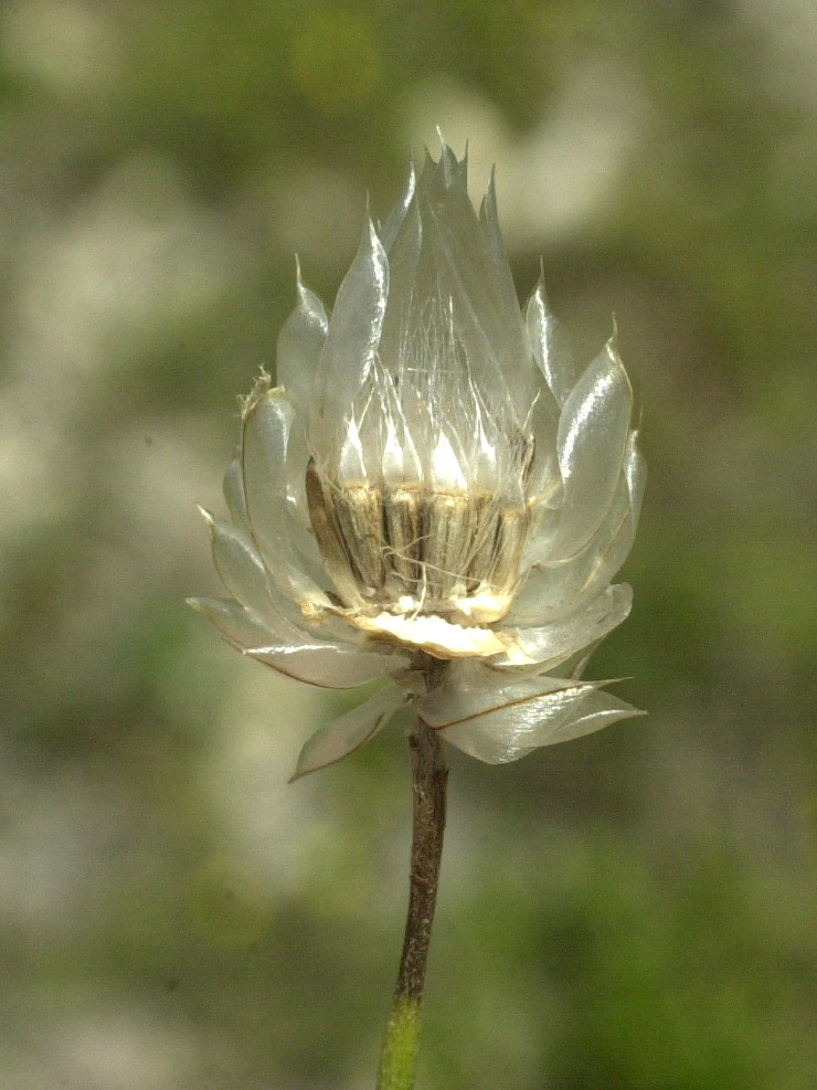 Afficher le média Catananche_caerulea Catananche_caerulea