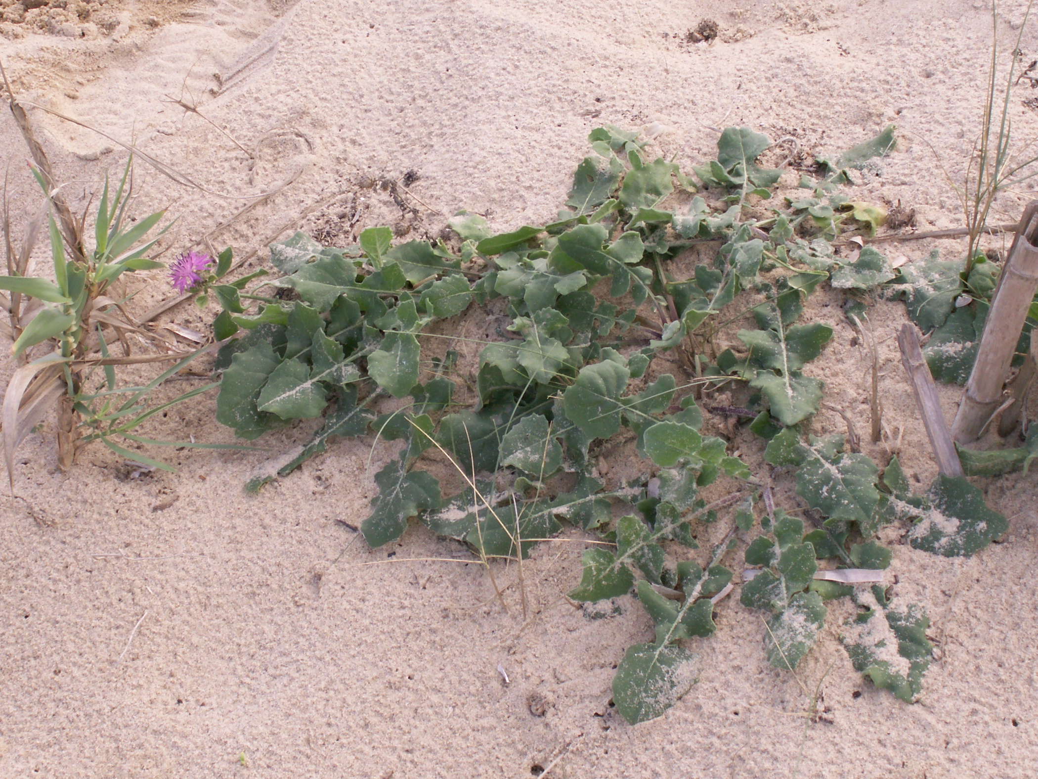 Afficher le média centaurea_sphaerocephala2bd centaurea_sphaerocephala2bd