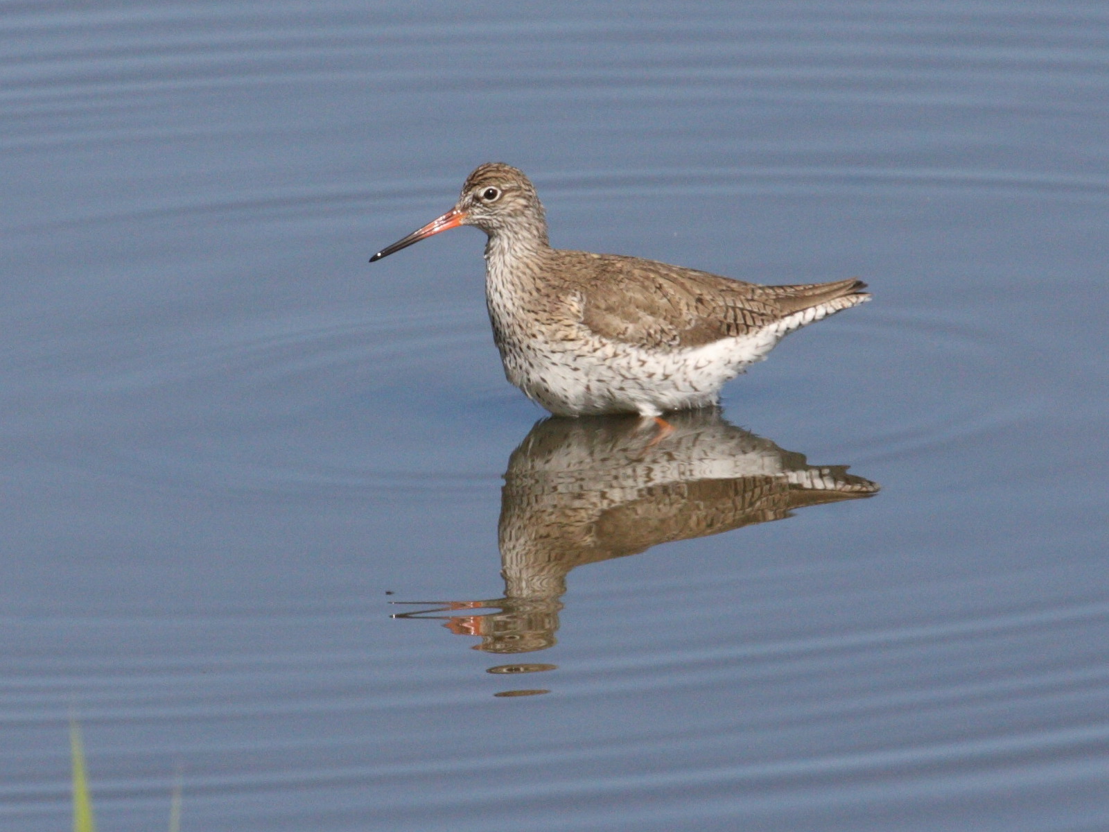 chevalier_gambette_-_tringa_totanus4md