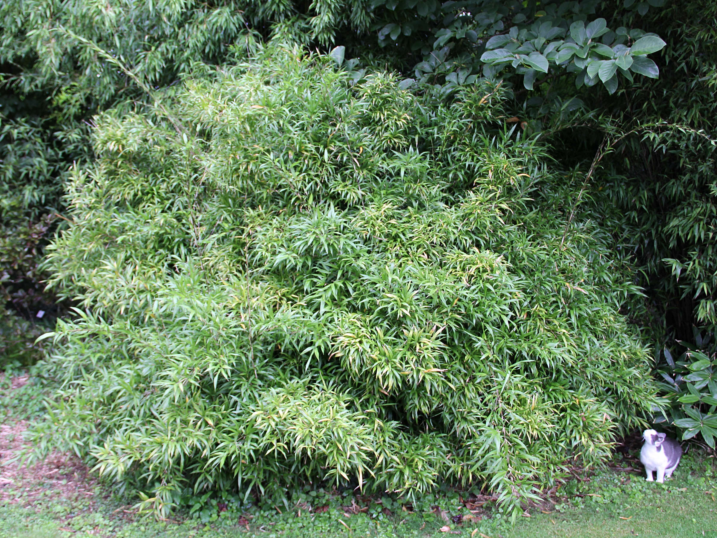 chimonobambusa_marmorea3ad