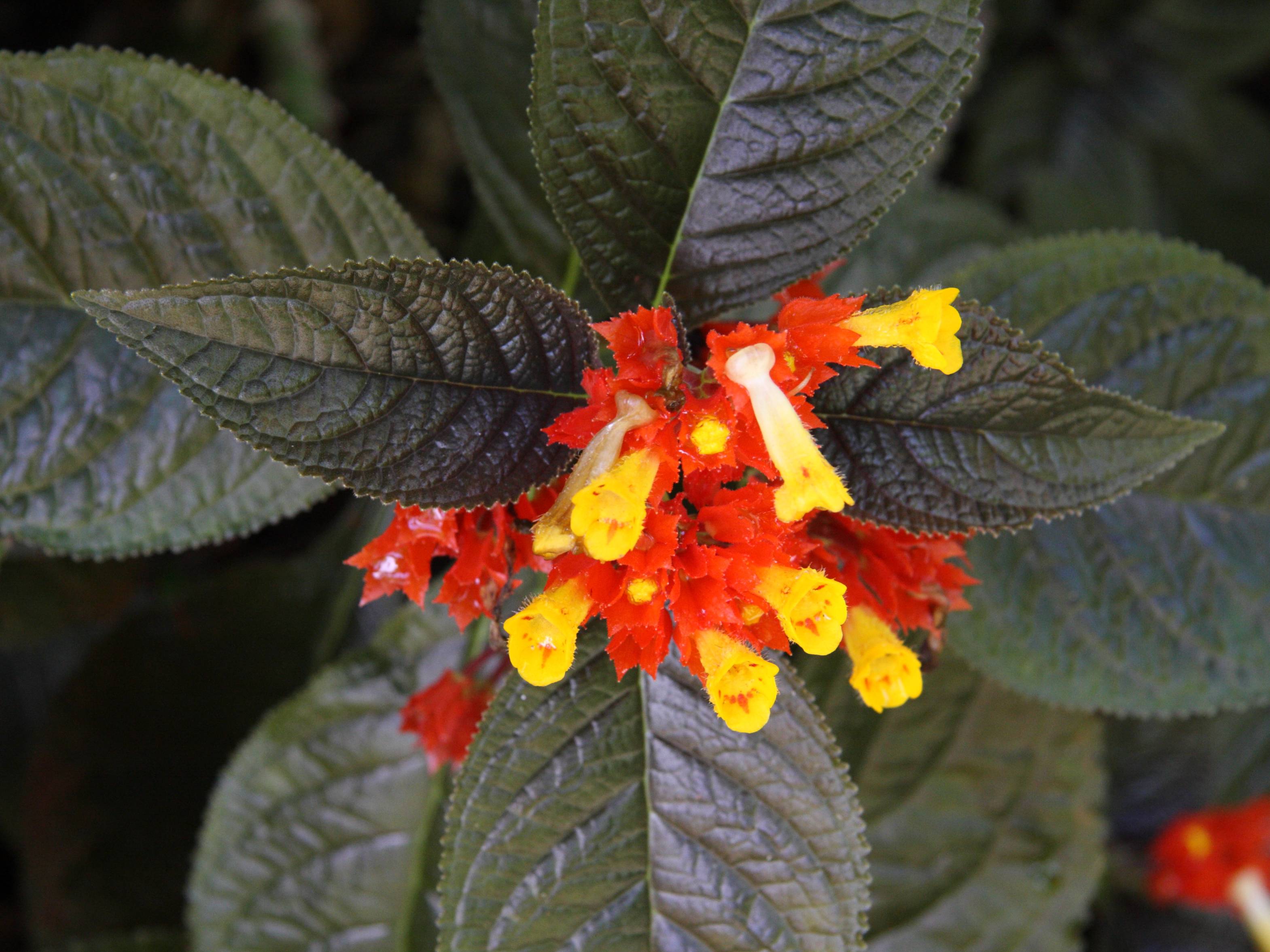 Afficher le média chrysothemis_pulchella2md chrysothemis_pulchella2md