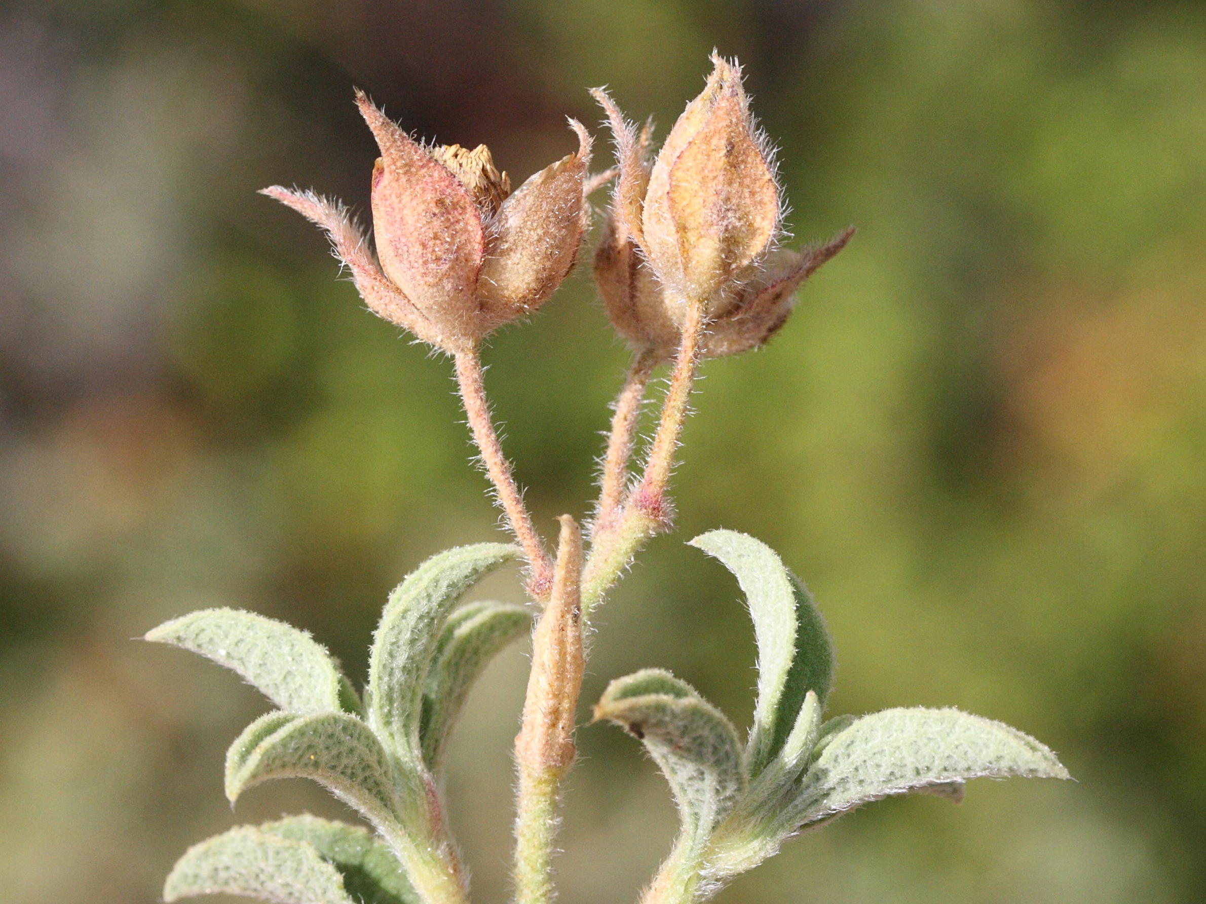 Afficher le média cistus_parviflorus3md cistus_parviflorus3md