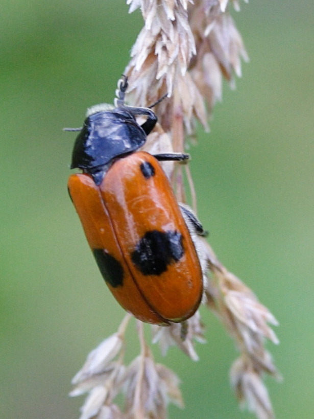 clytra_laeviuscula2md