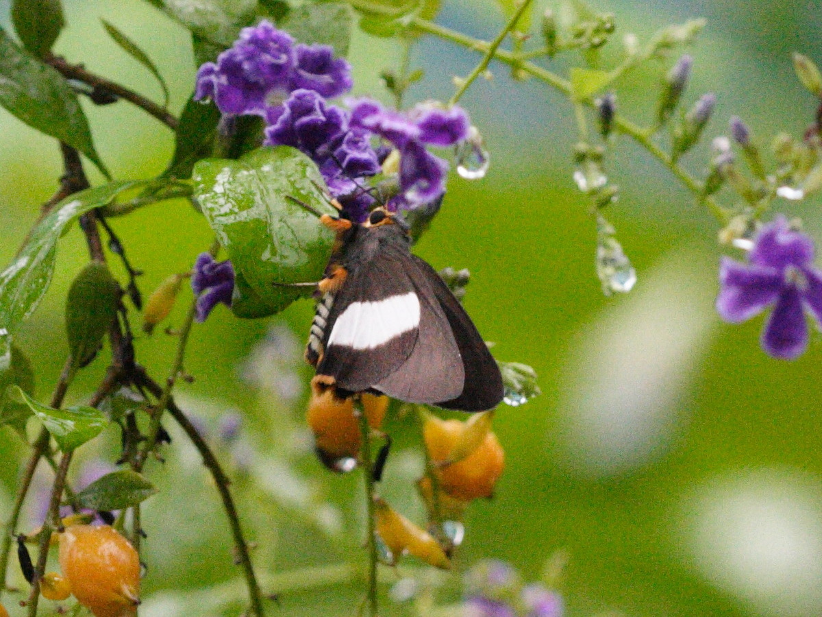 coeliades_forestan1bd