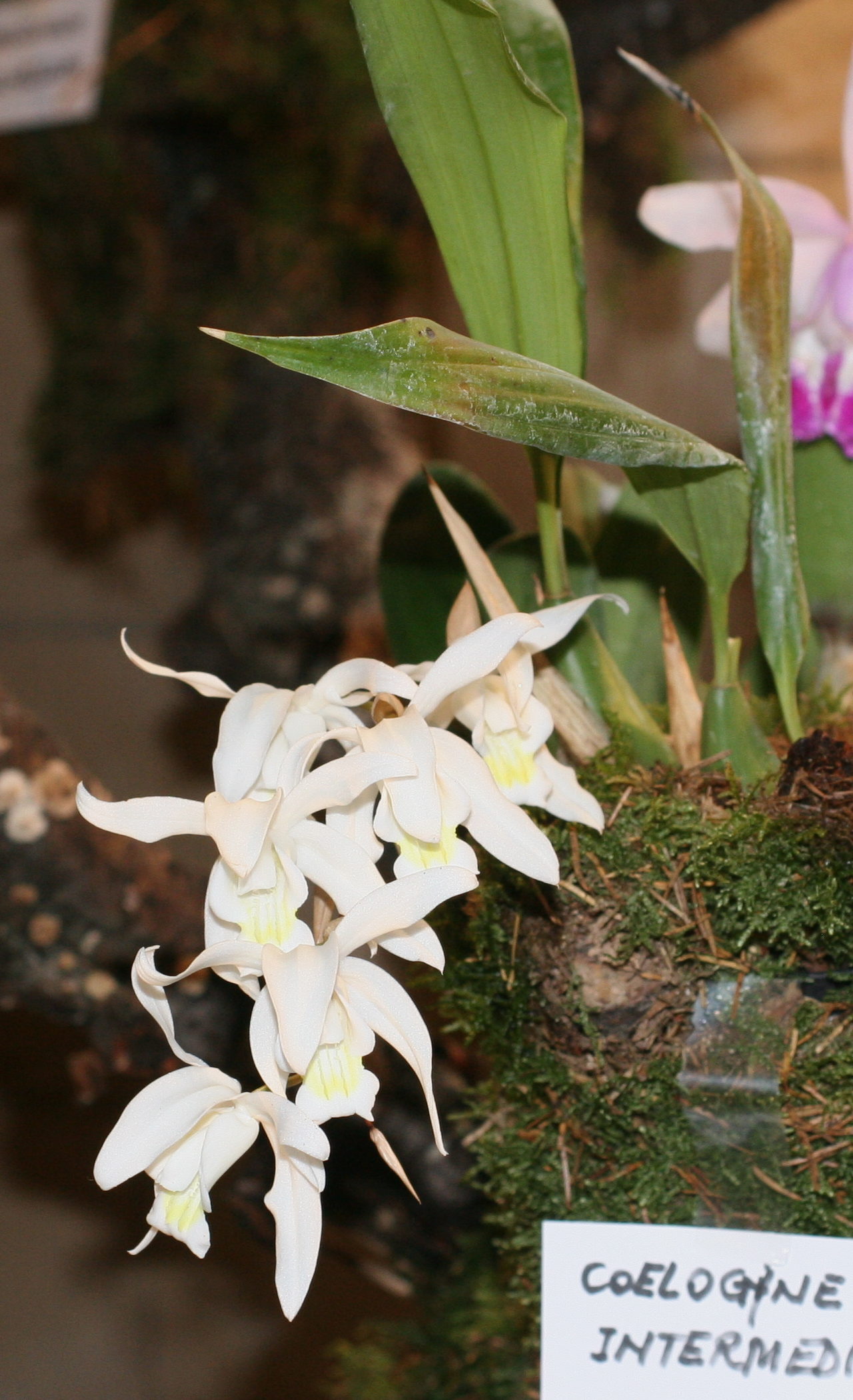 Afficher le média coelogyne_intermedia1md coelogyne_intermedia1md