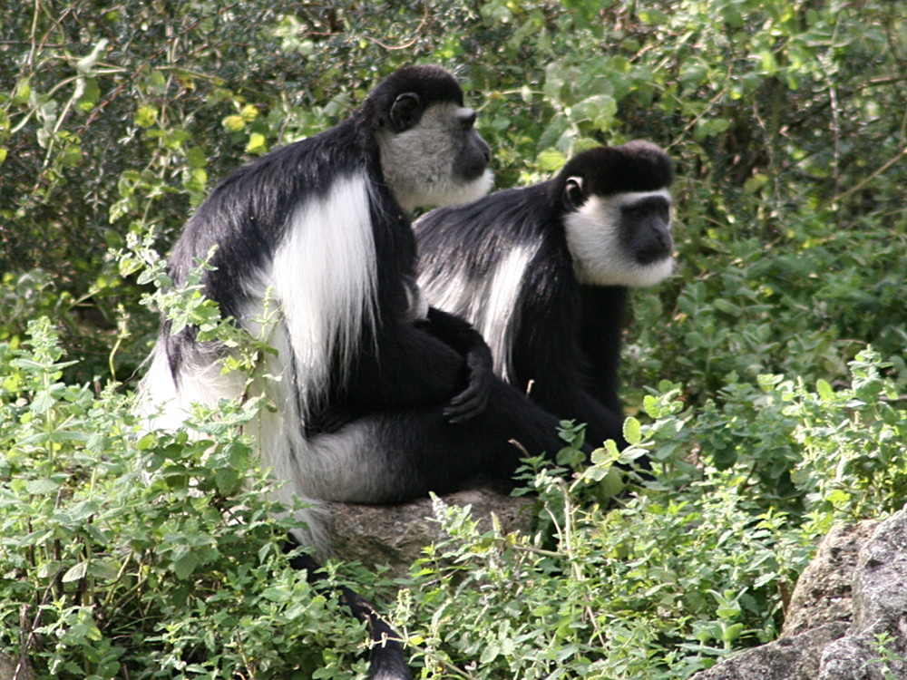 colobus_guereza2md